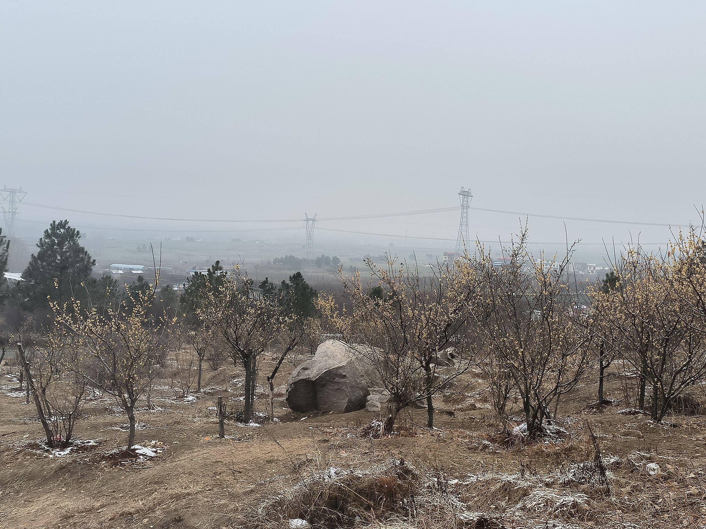 塔子山梅花基地旅行图片 1