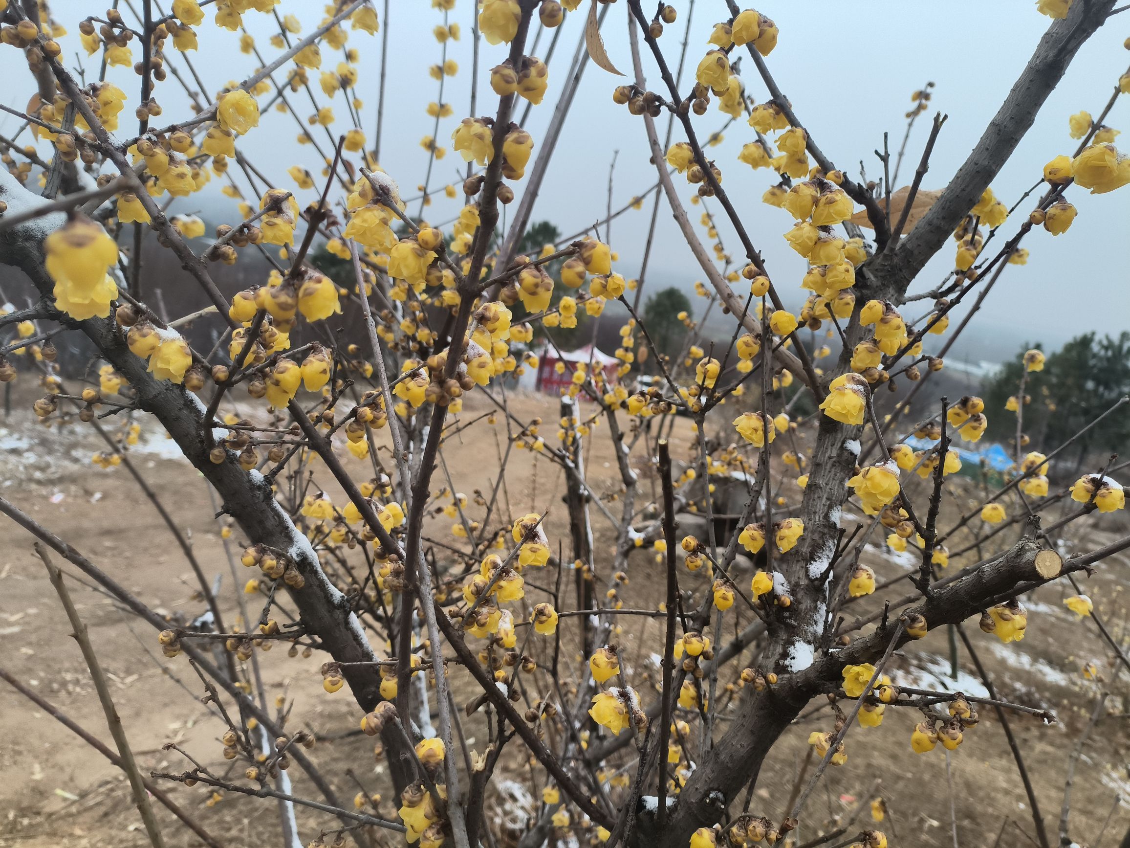 塔子山梅花基地旅行图片 2