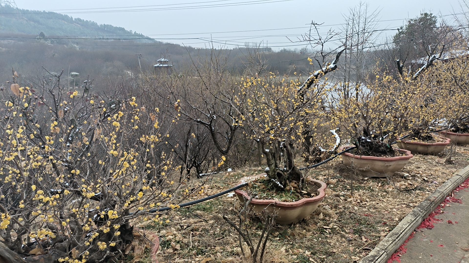 塔子山梅花基地旅行图片 3