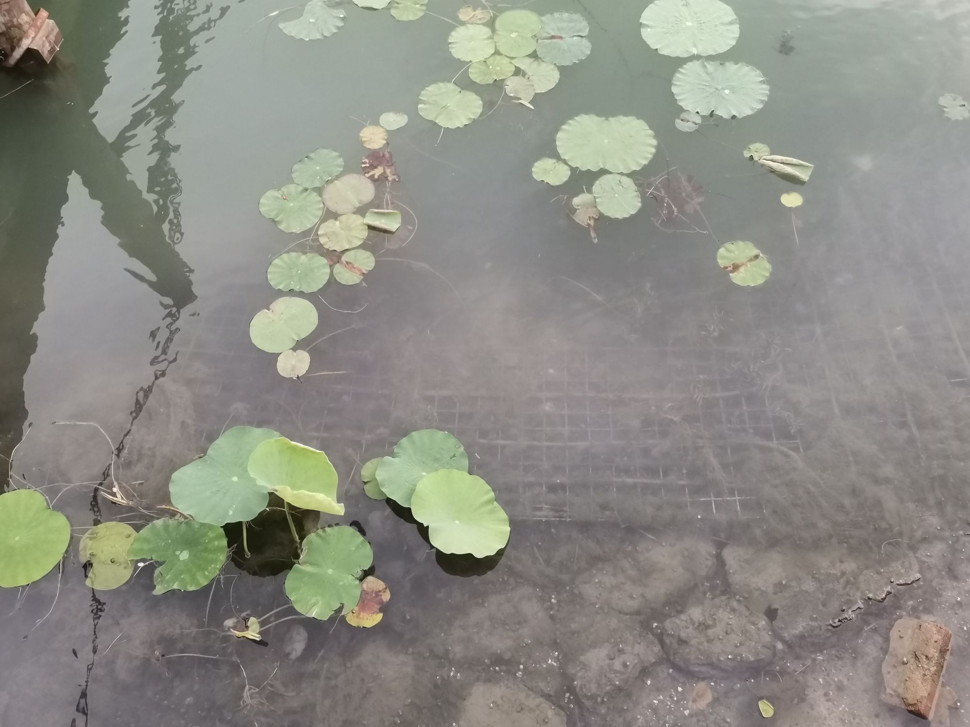 天鹅湖体育公园旅行图片 3