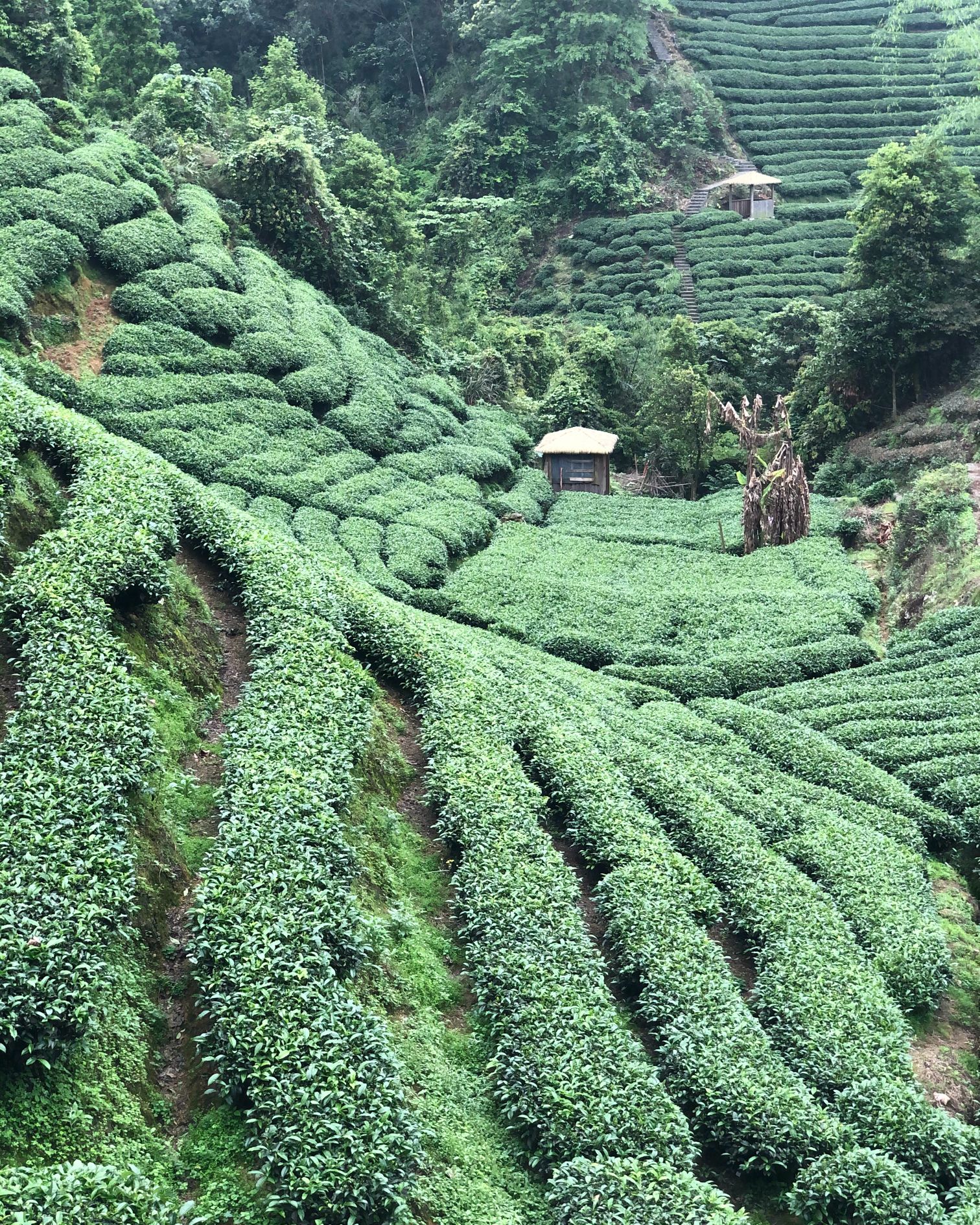 南山茶海旅游风景区旅行图片