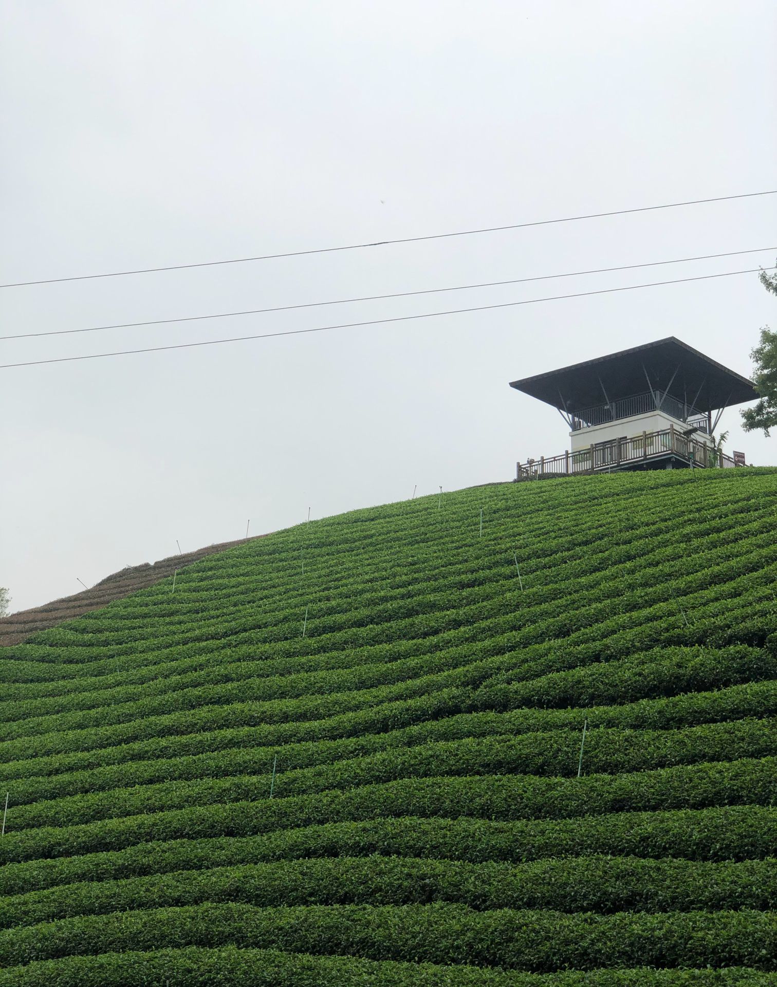 南山茶海旅游风景区旅行图片 2