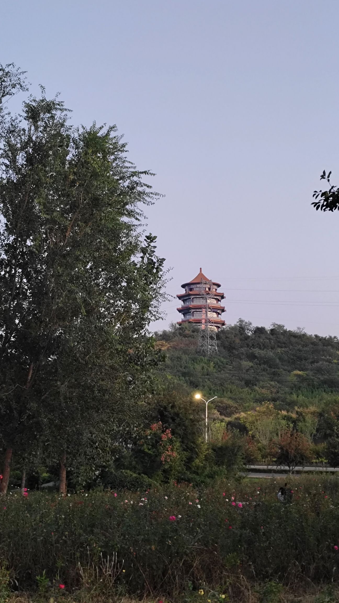 山东黄河玫瑰湖国家湿地公园旅行图片 2