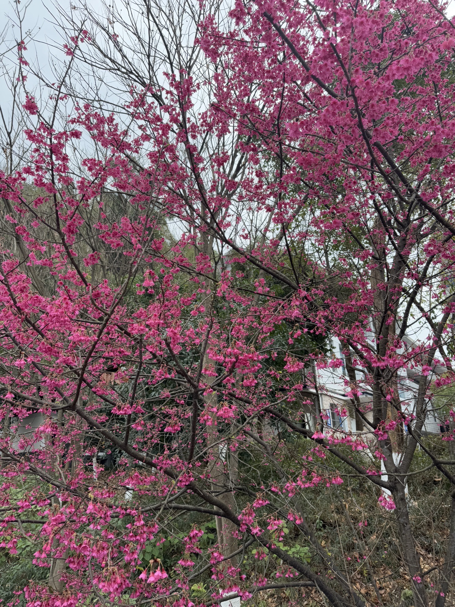 七峰叠翠风景区旅行图片 2
