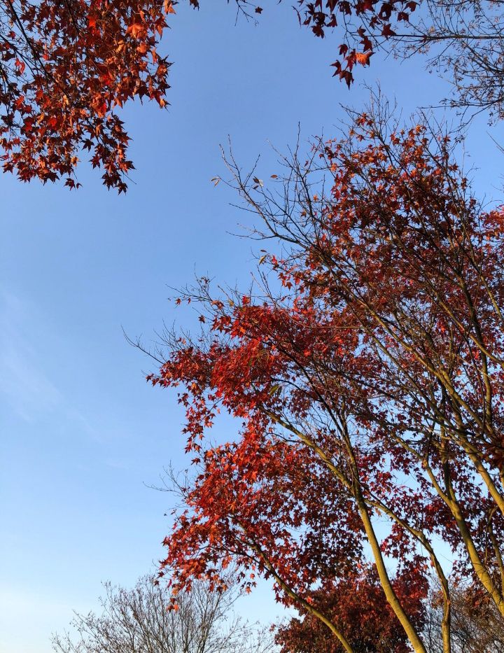 农科所枫叶林旅行图片 2