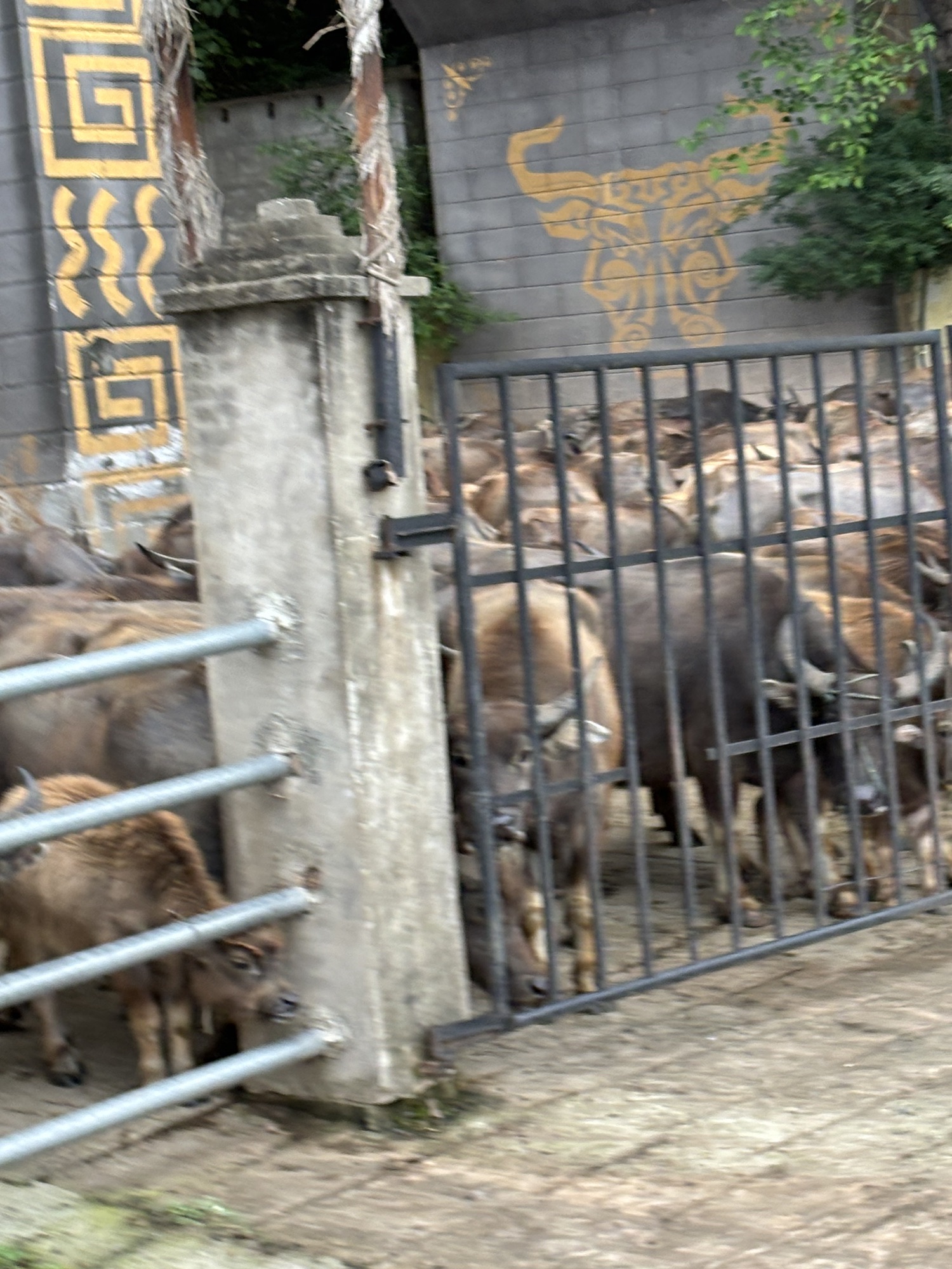 百牛渡江旅行图片 2