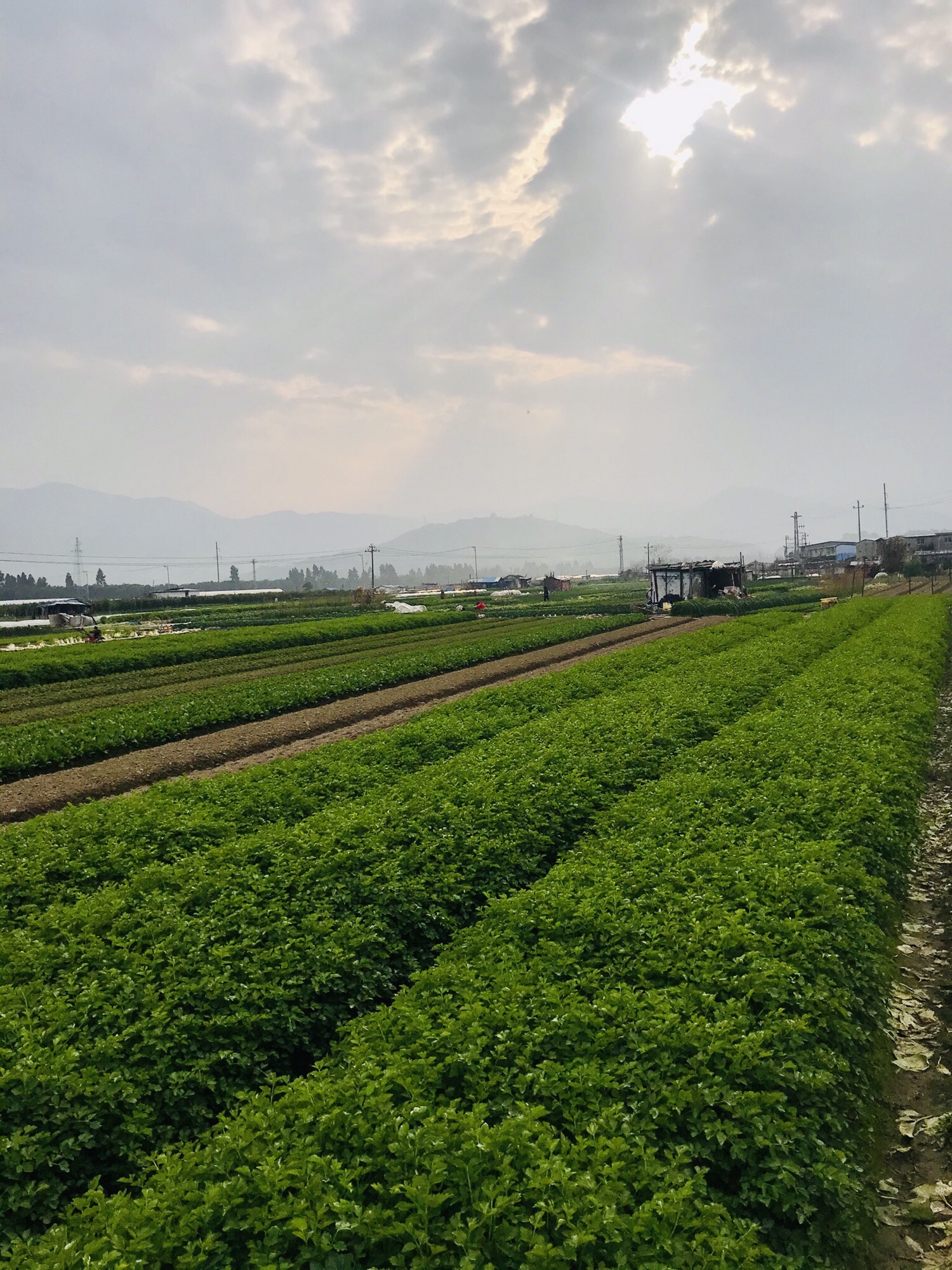 畲族风情园旅行图片 2