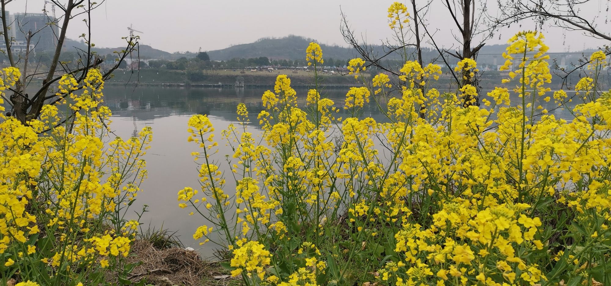 赵家渡水生态公园旅行图片 1
