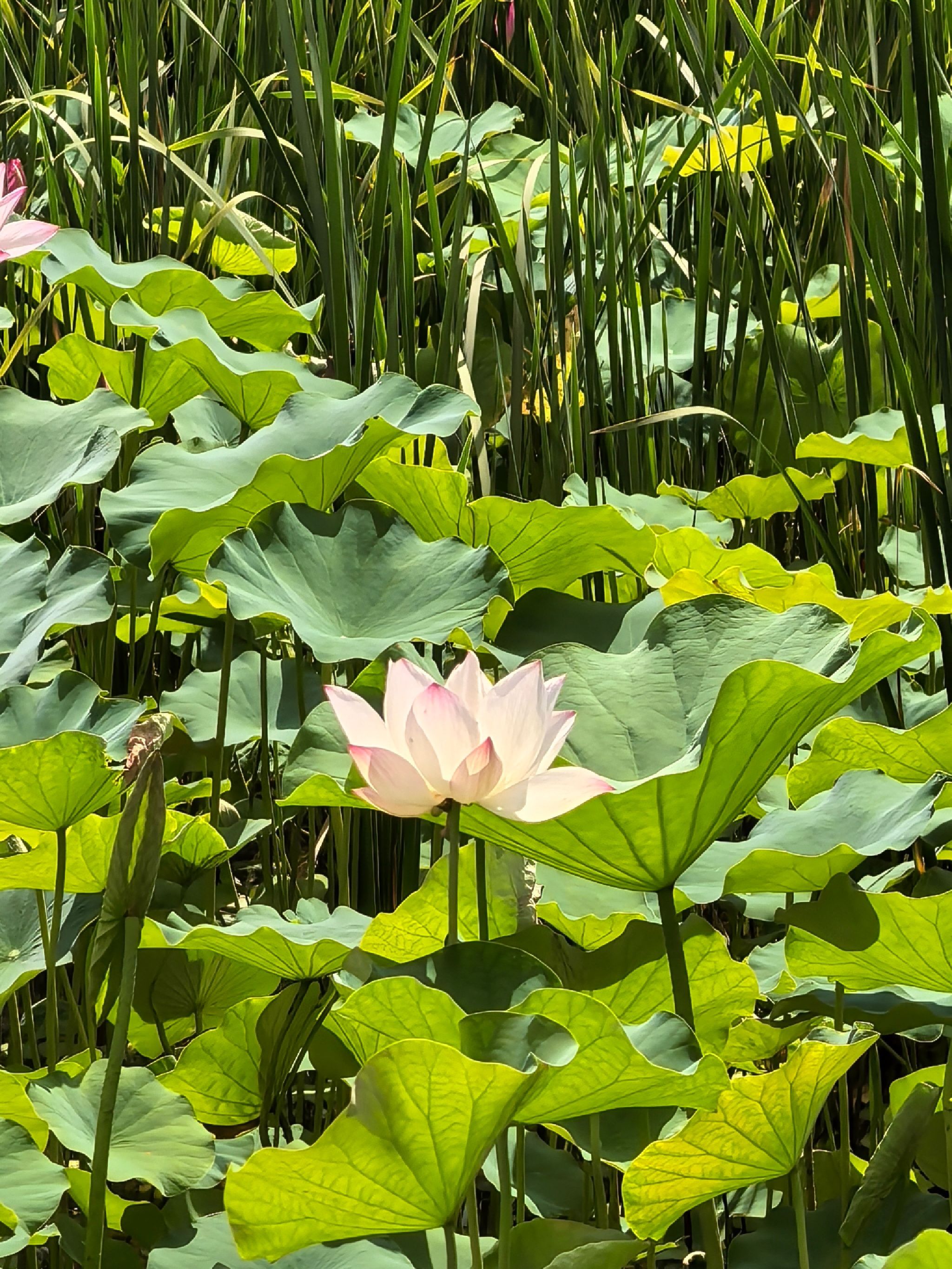 圣莲岛景区旅行图片 1