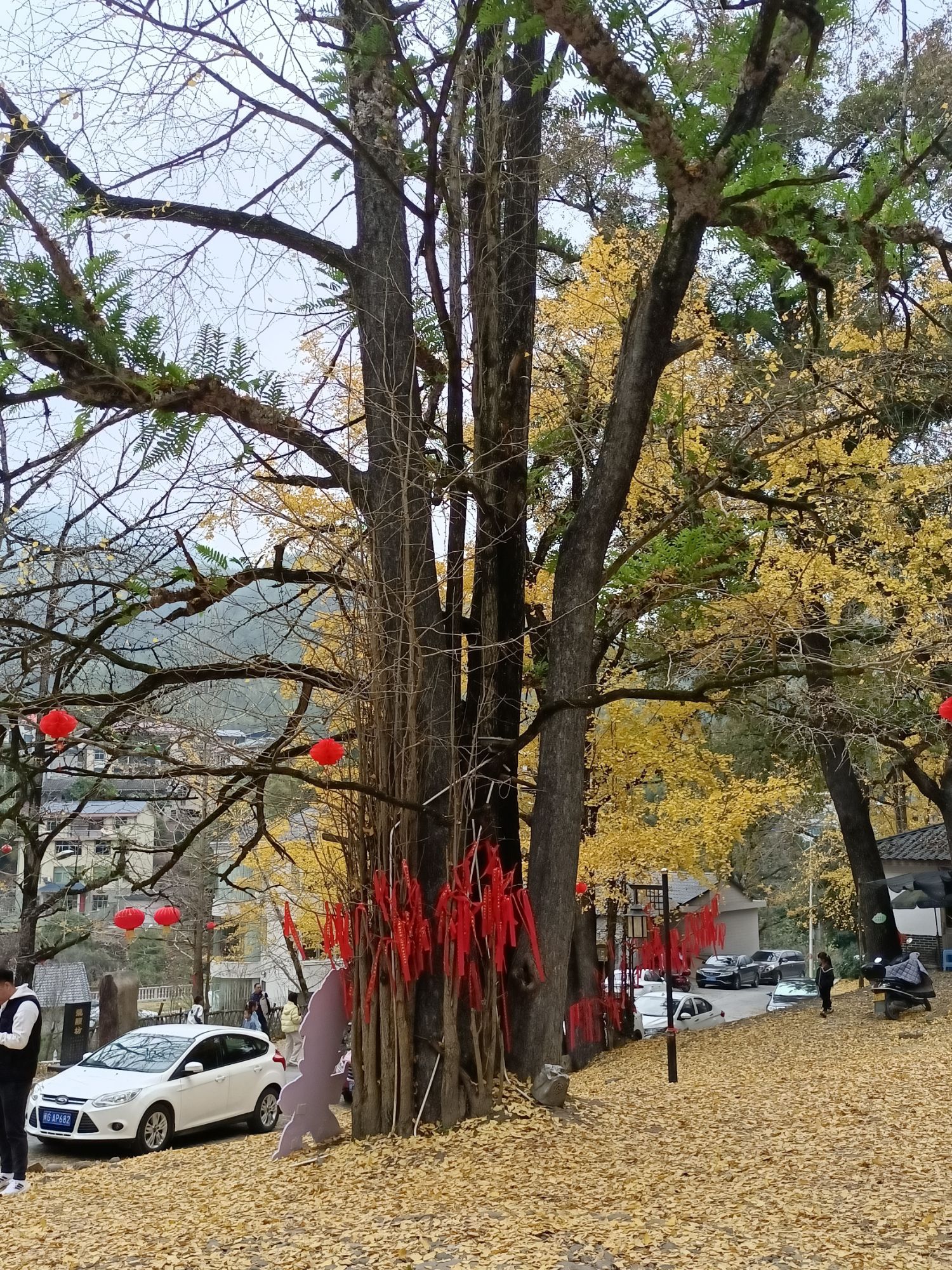 银杏公园旅行图片 3