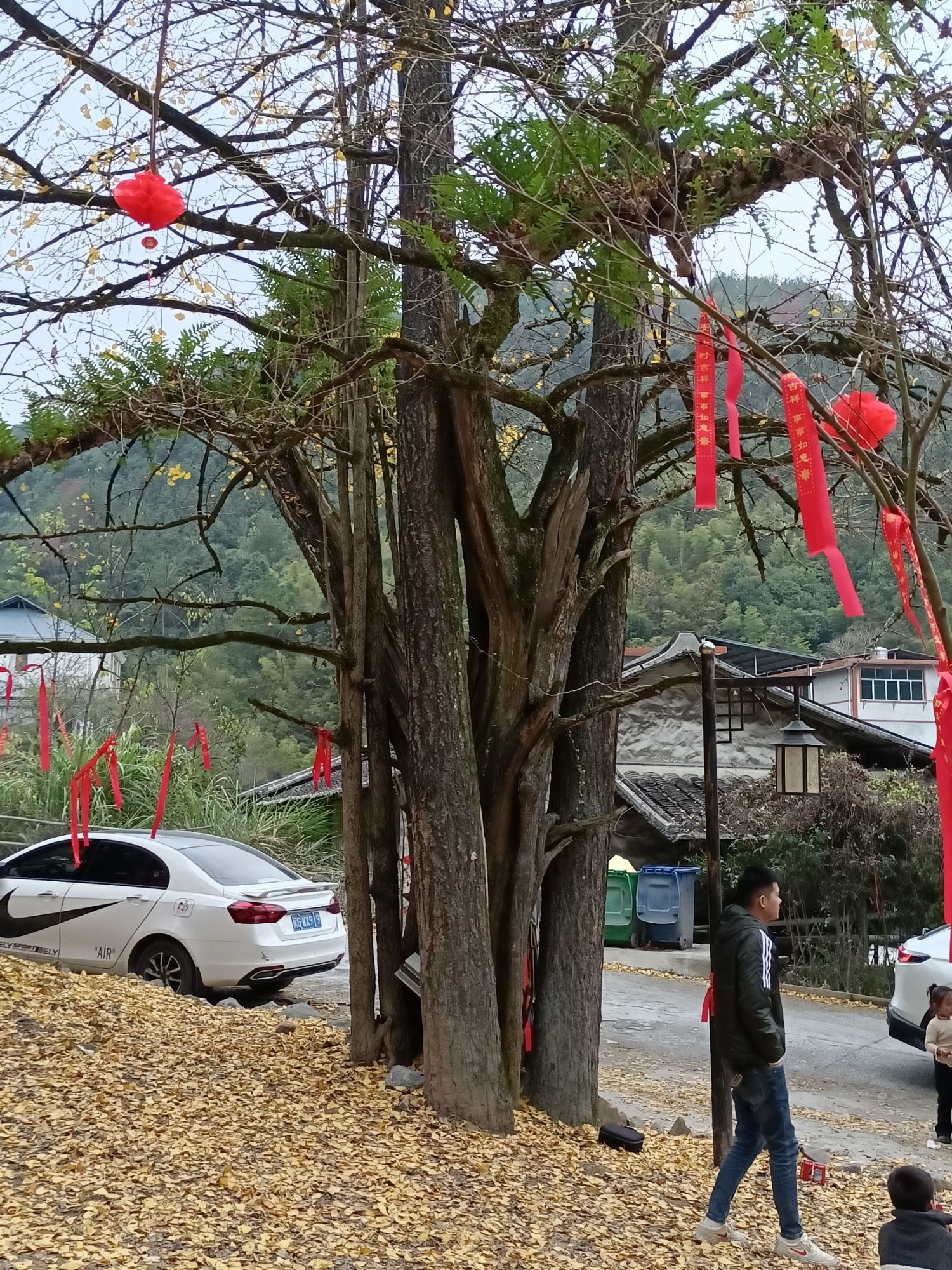 银杏公园旅行图片 2