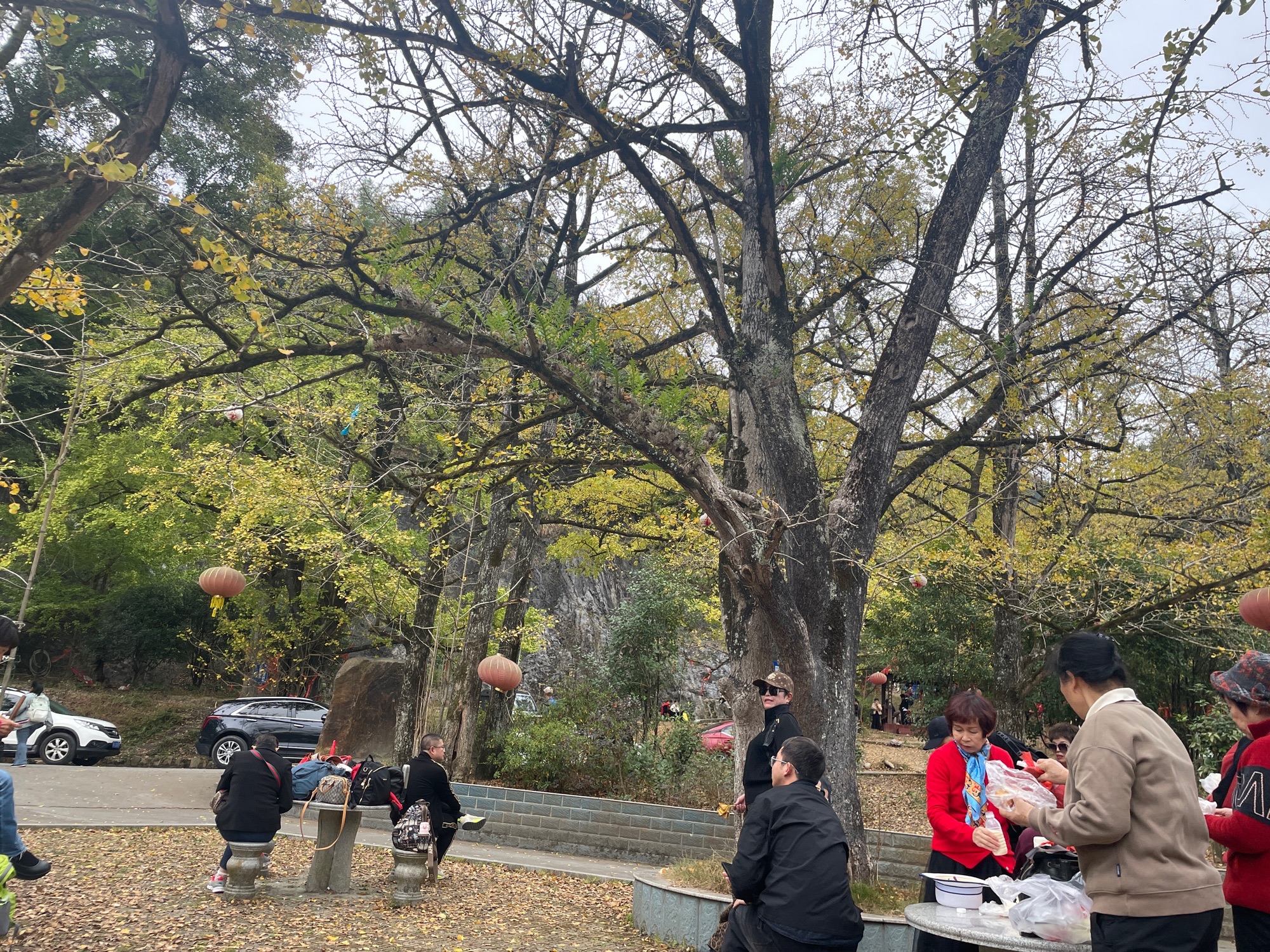 银杏公园旅行图片 1