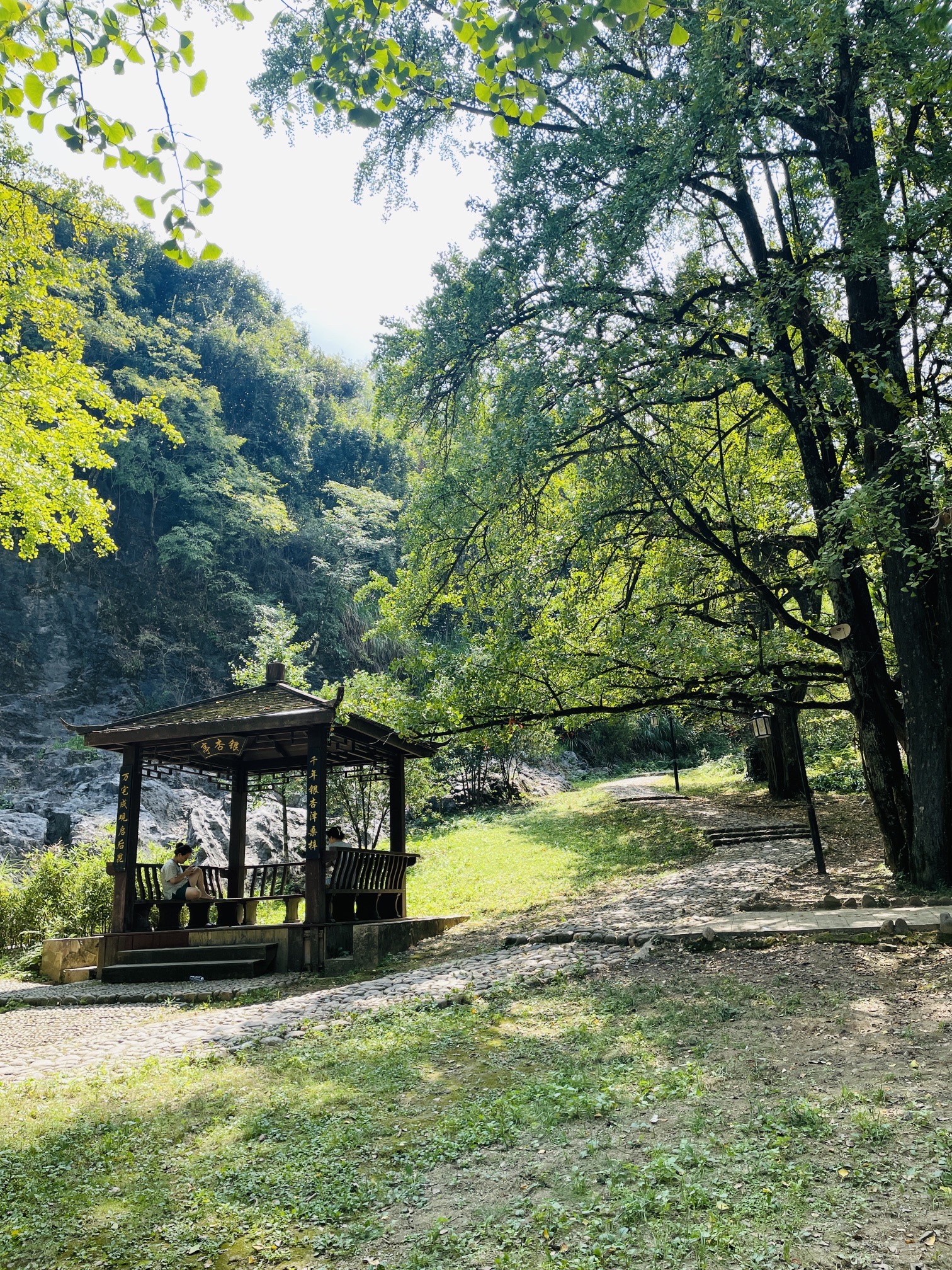 银杏公园旅行图片 2