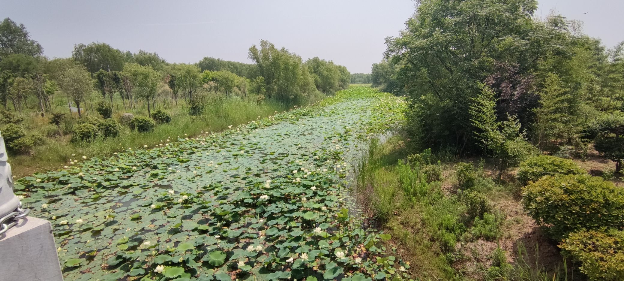 陈桥湿地风景区旅行图片 1