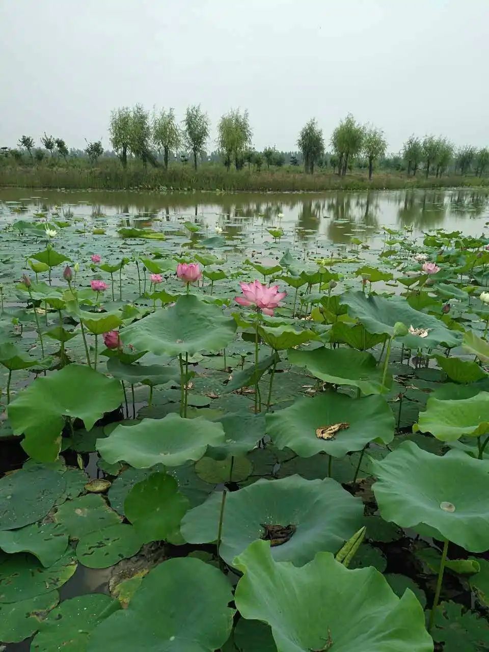 陈桥湿地风景区旅行图片 3