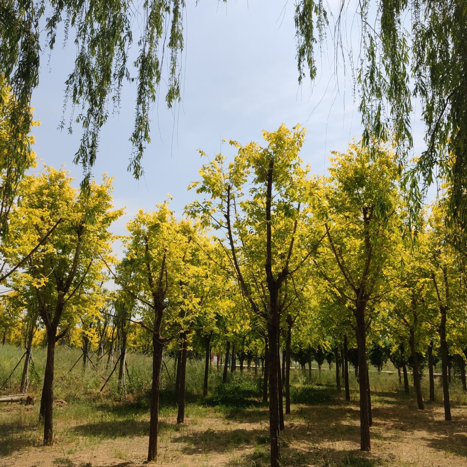 陈桥湿地风景区旅行图片 1
