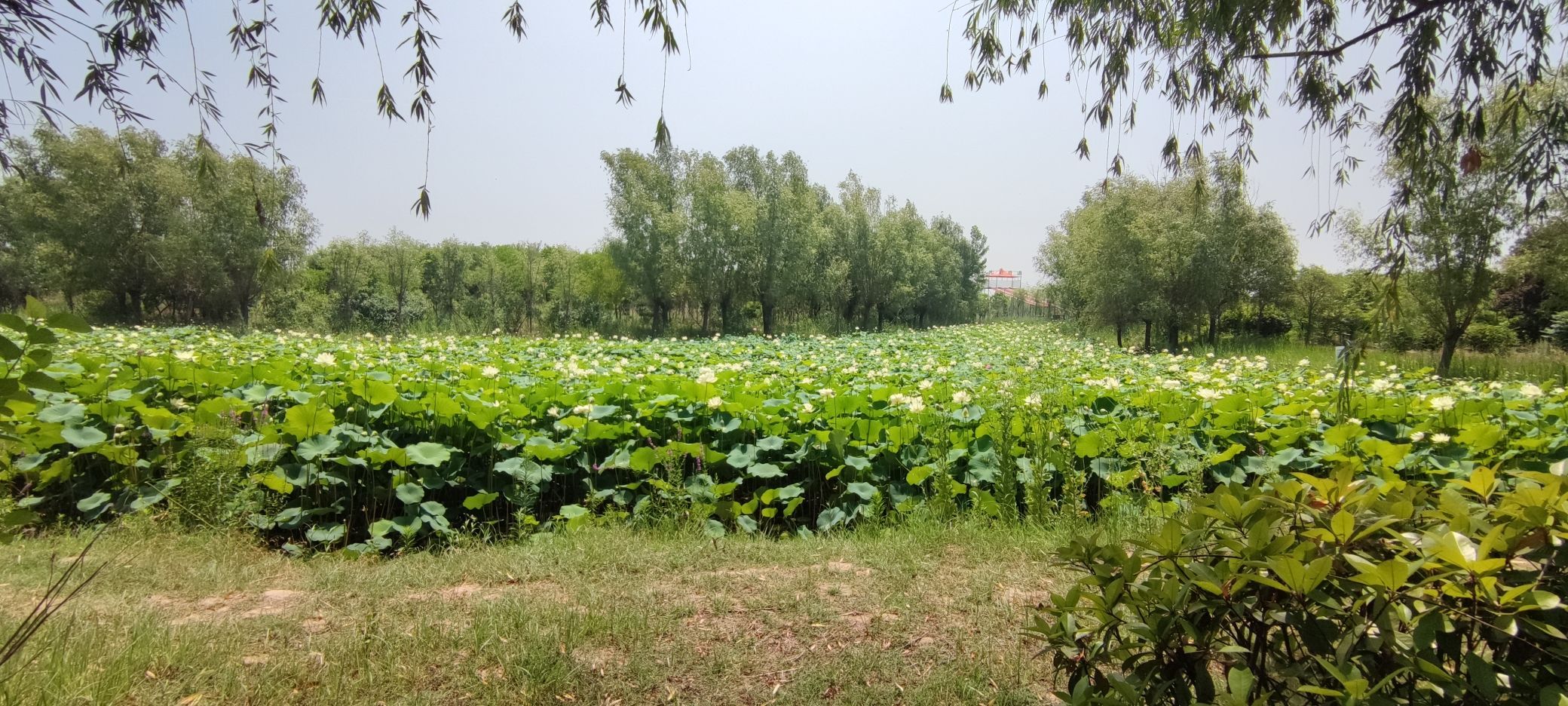 陈桥湿地风景区旅行图片 2