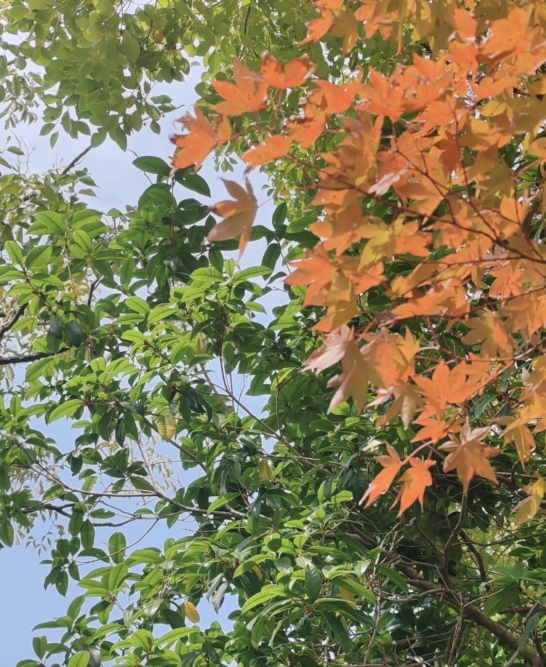 西林公园旅行图片 3