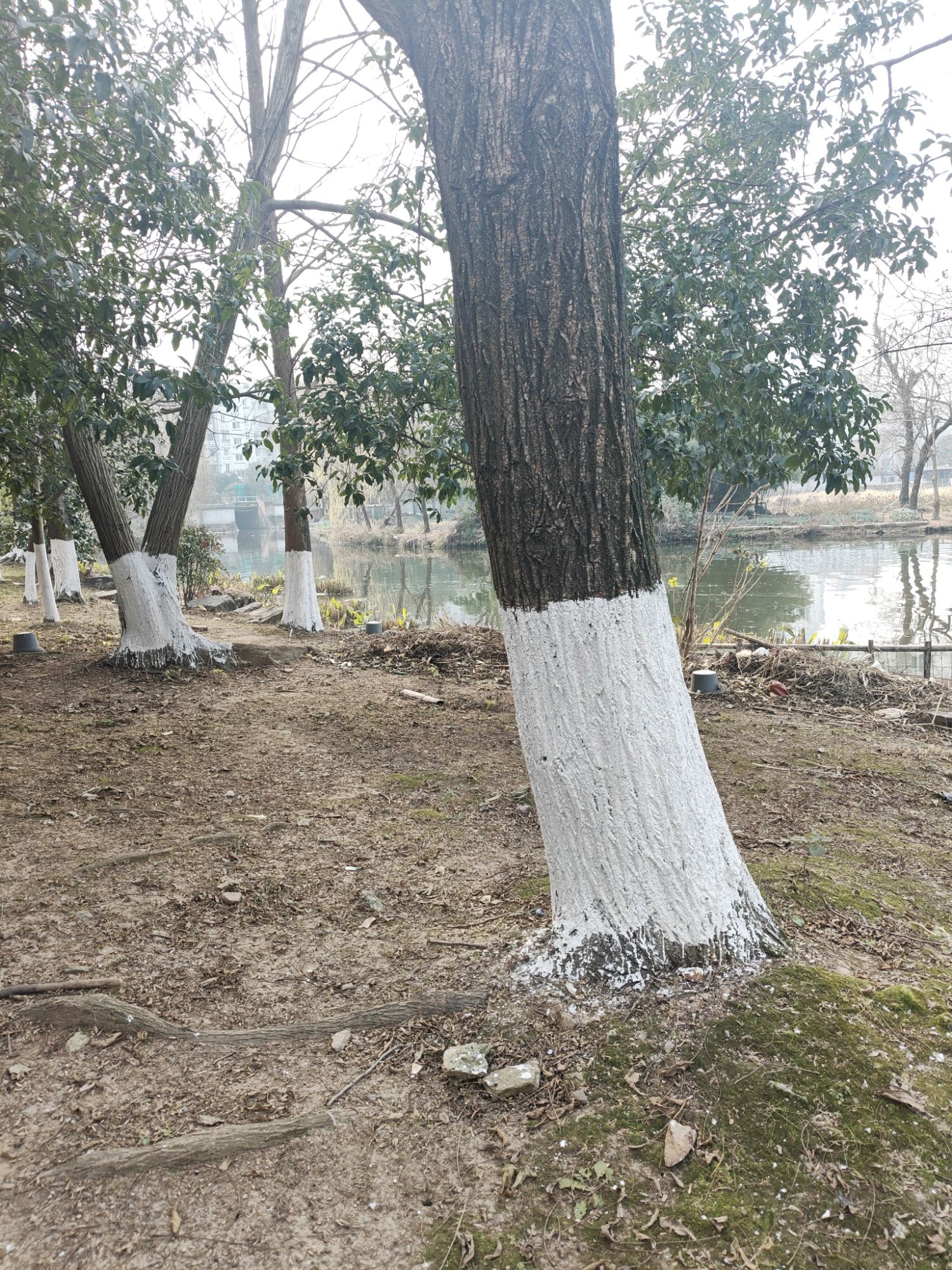 大滩公园旅行图片 1