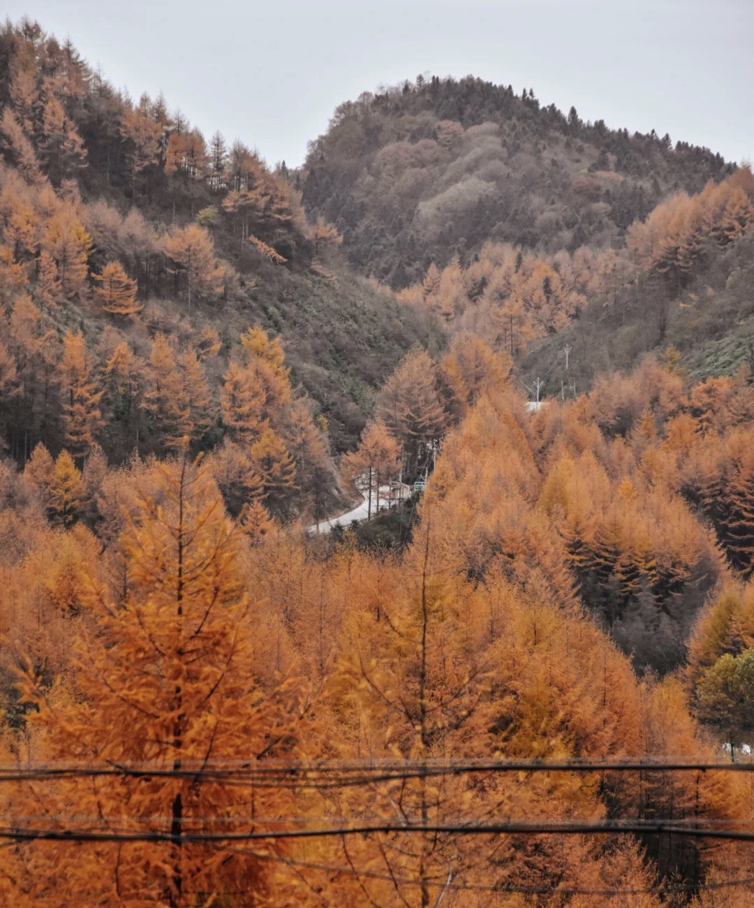 梨子坪森林公园旅行图片 2