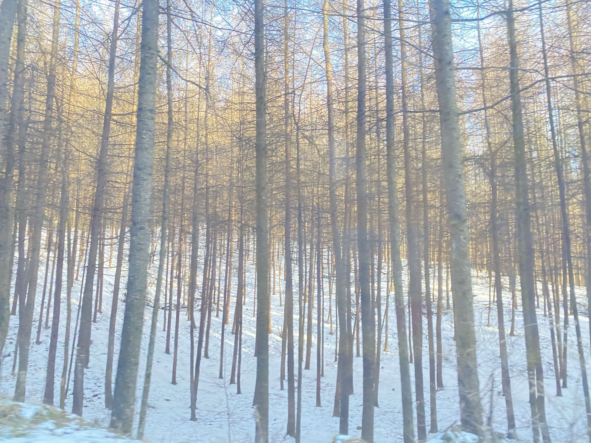 梨子坪森林公园旅行图片 2