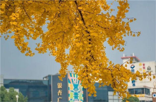 三角井旅行图片 2