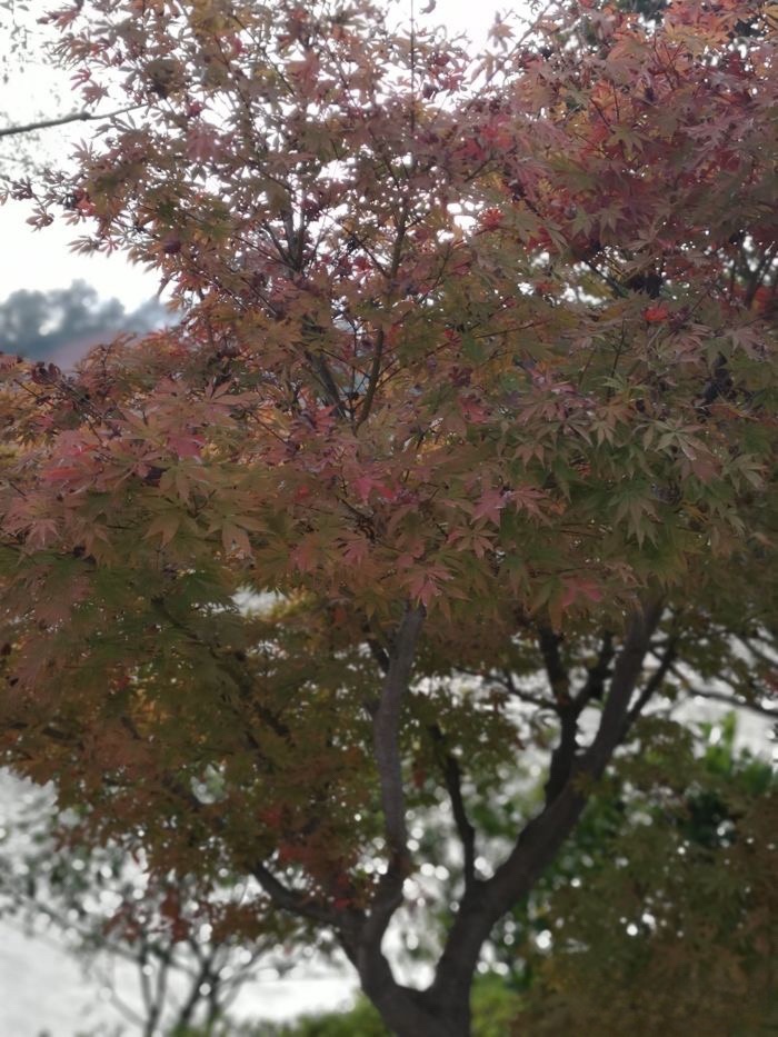 文秀湖公园旅行图片 1