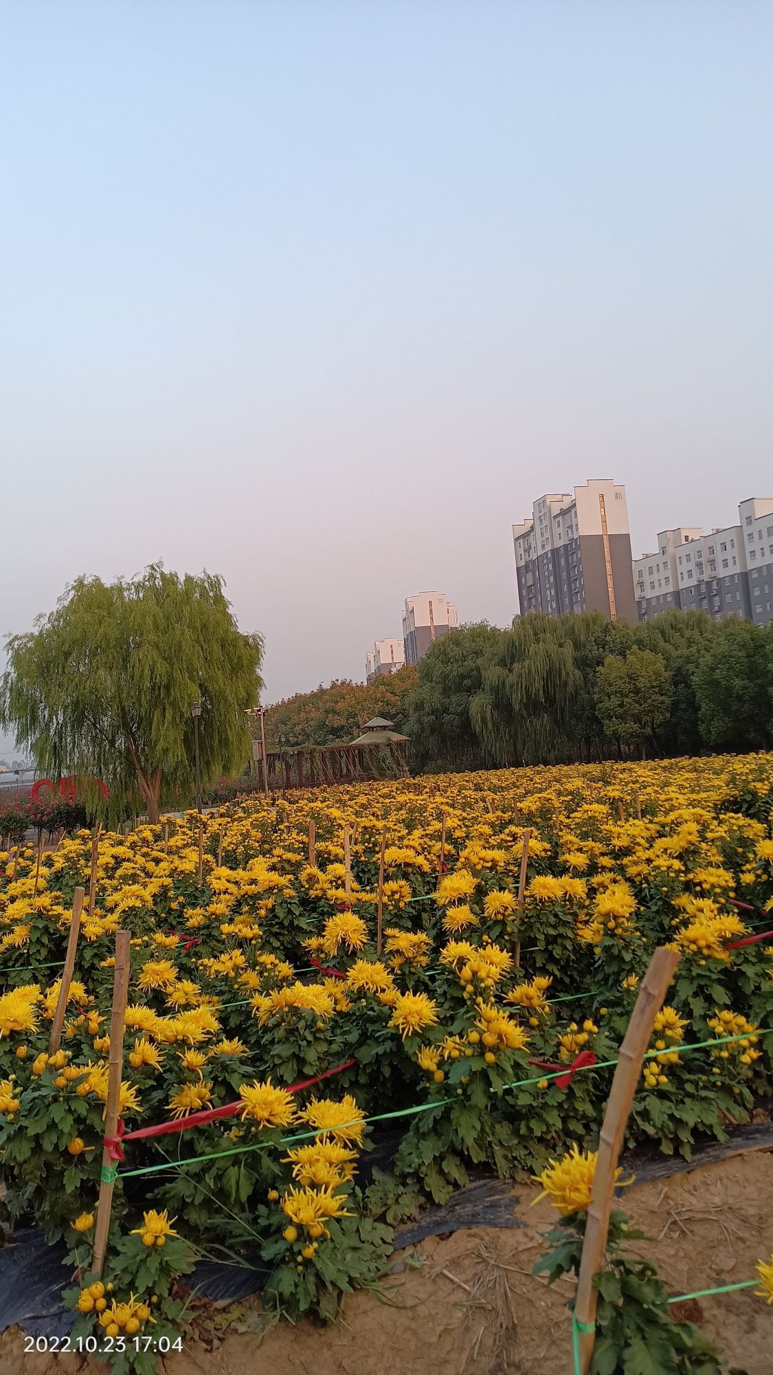 天鸣花海景区旅行图片 2