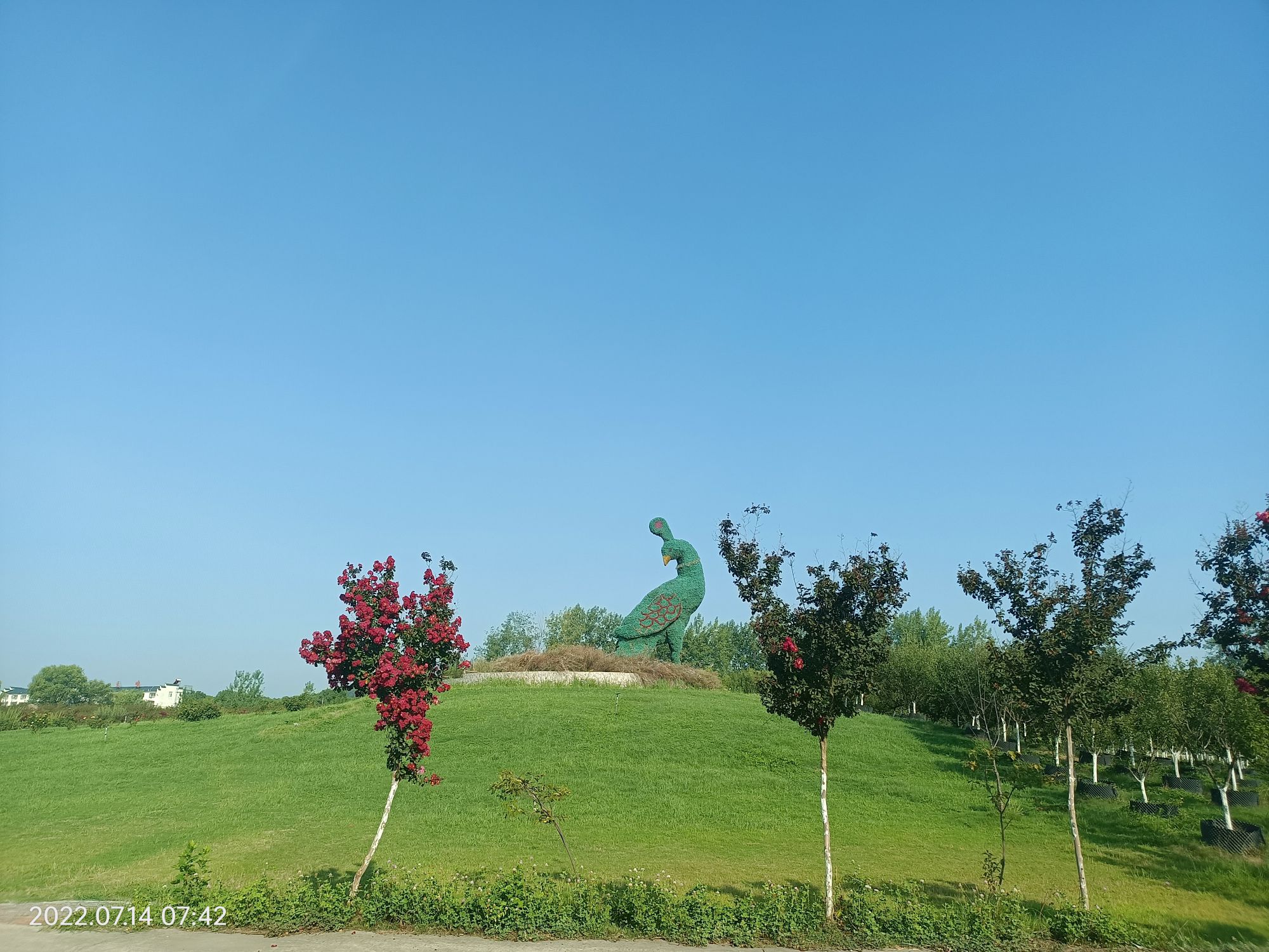 天鸣花海景区旅行图片 3