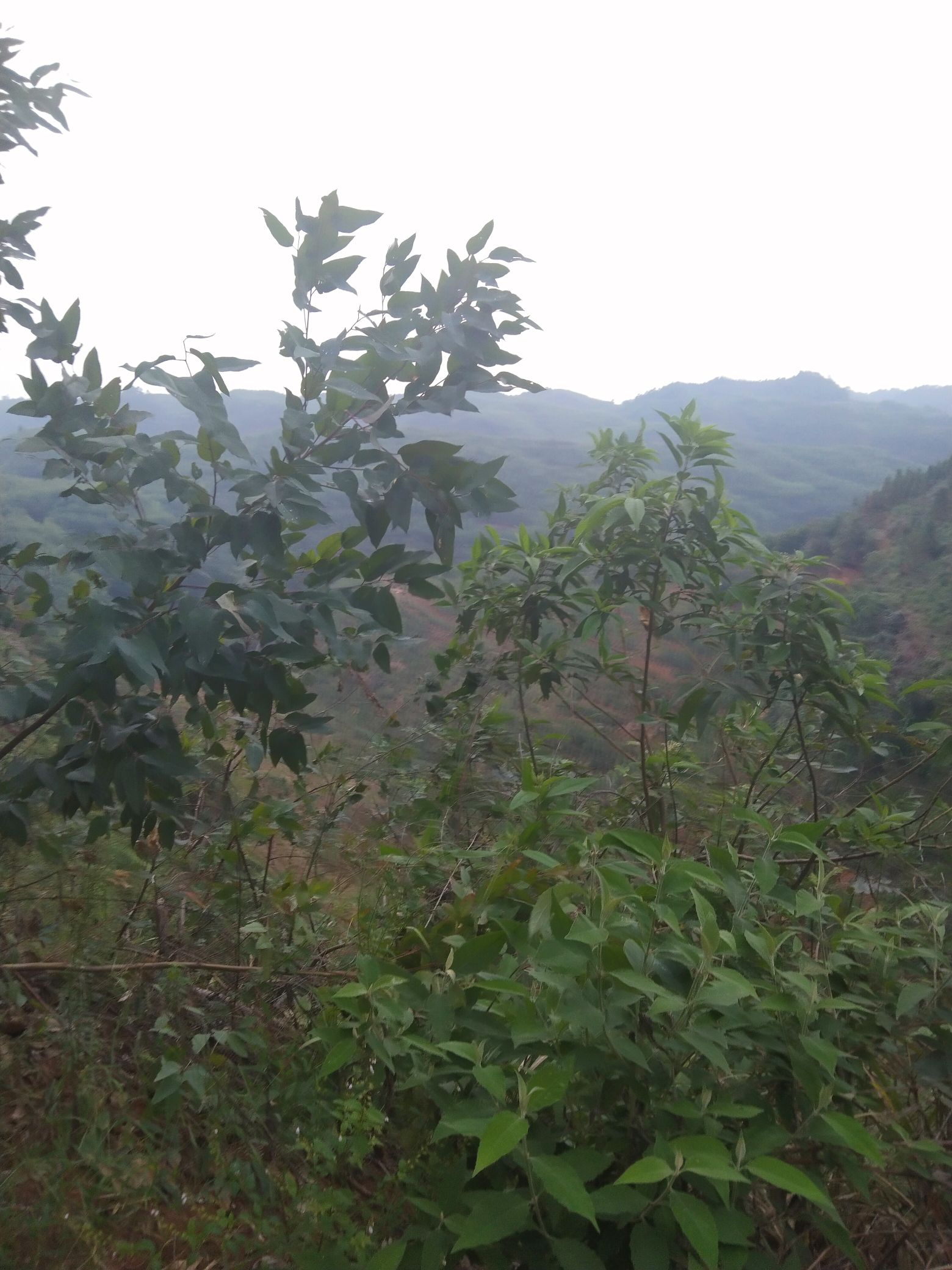 仁和寨景区旅行图片 2