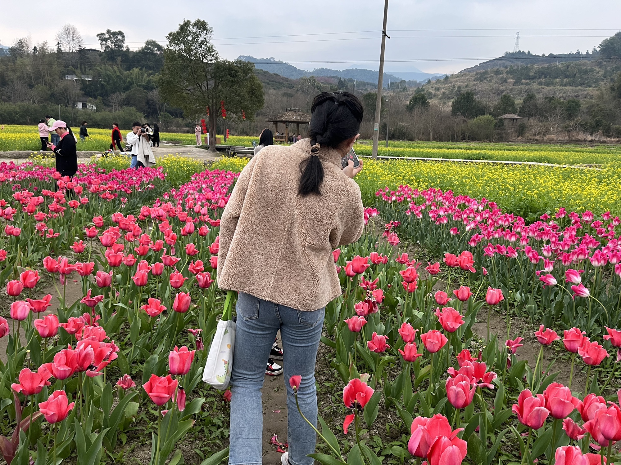百花园旅行图片 3
