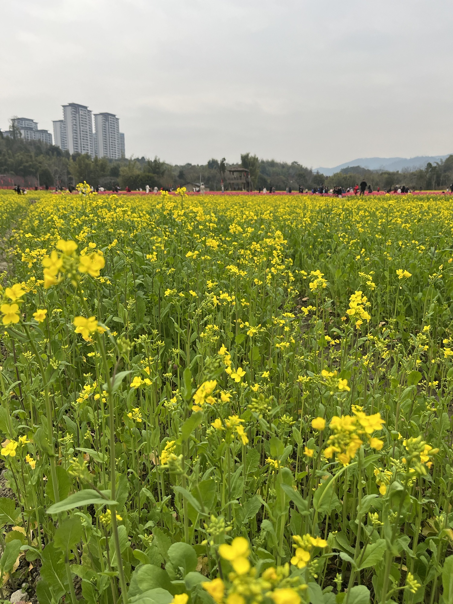 百花园旅行图片 1