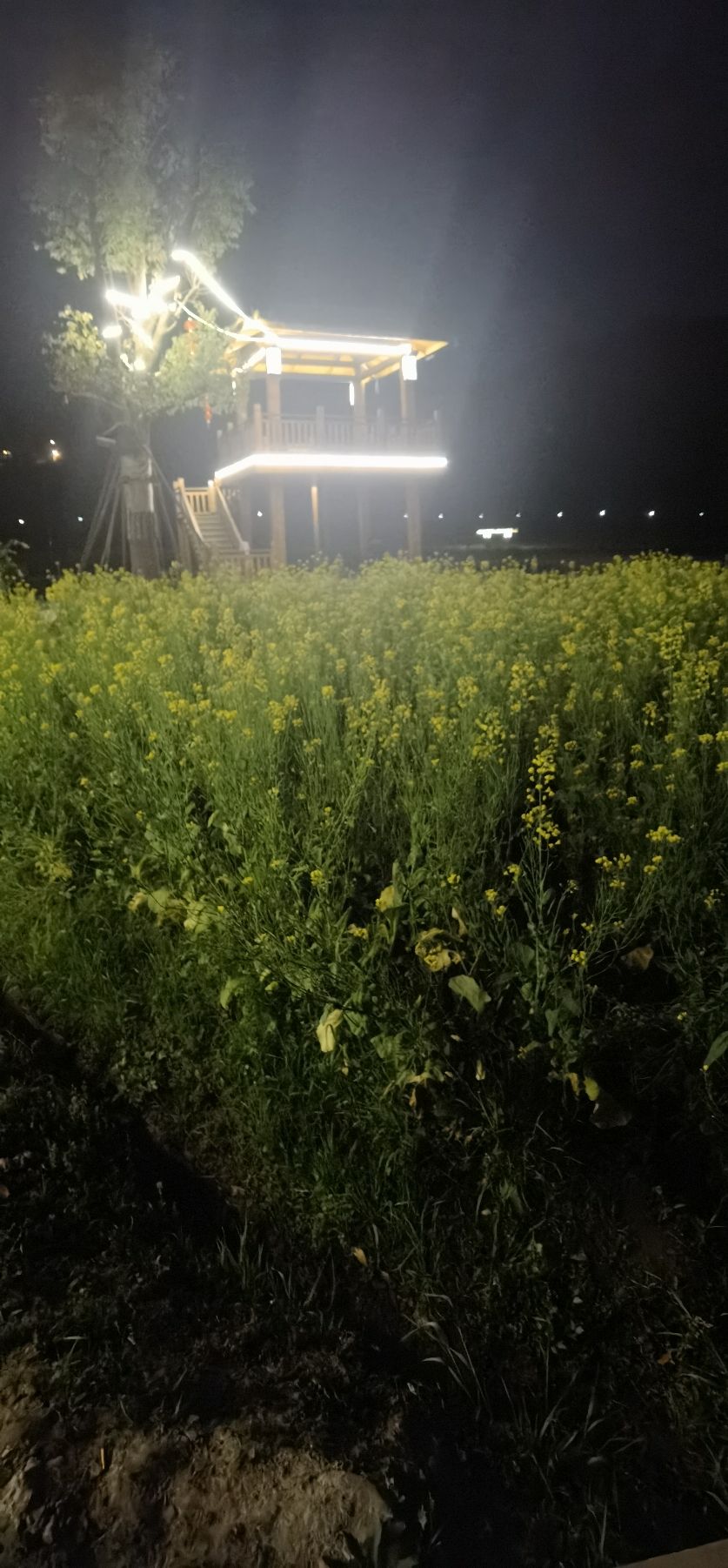 百花园旅行图片 1