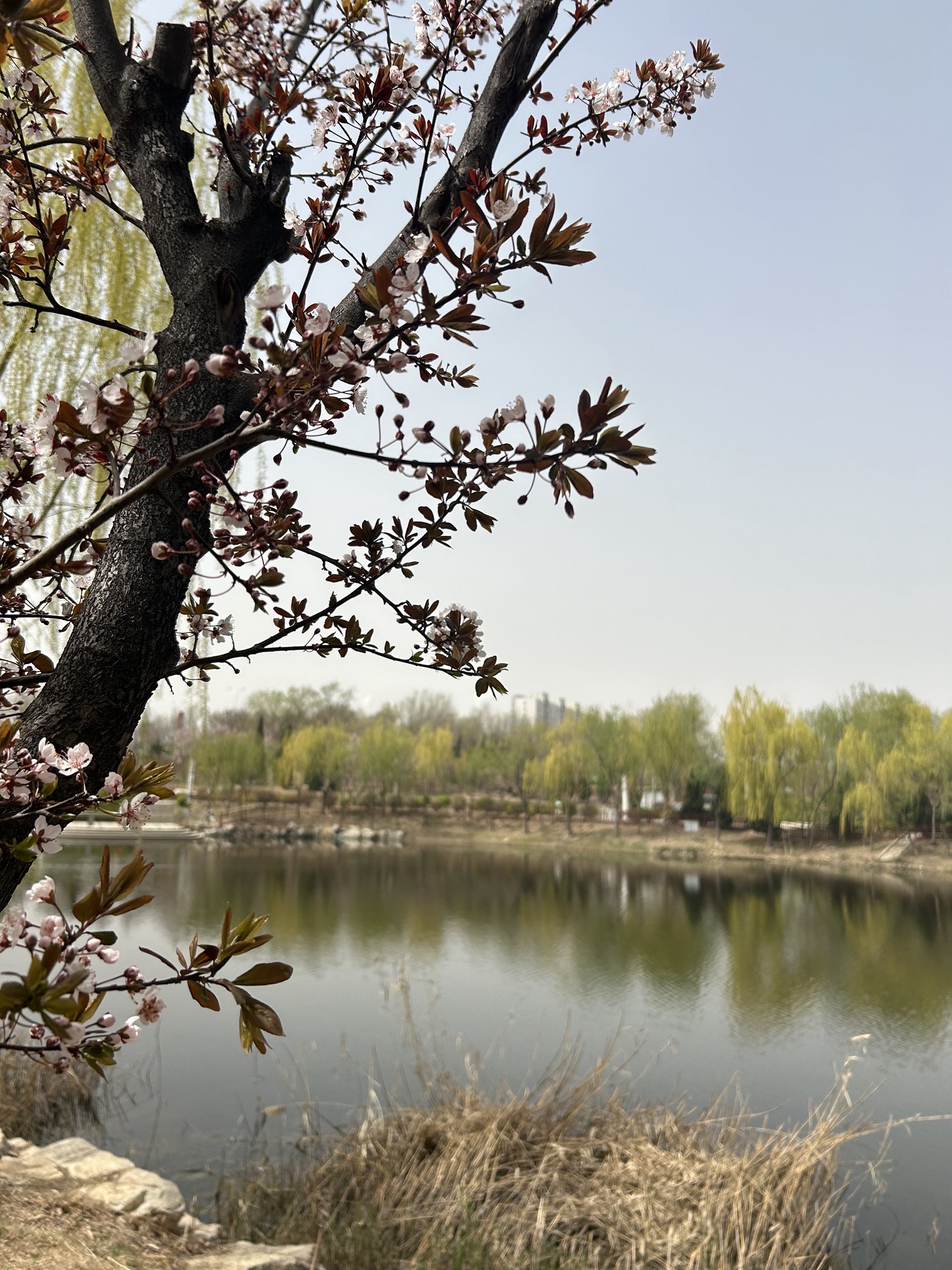 龙运湖公园旅行图片 1