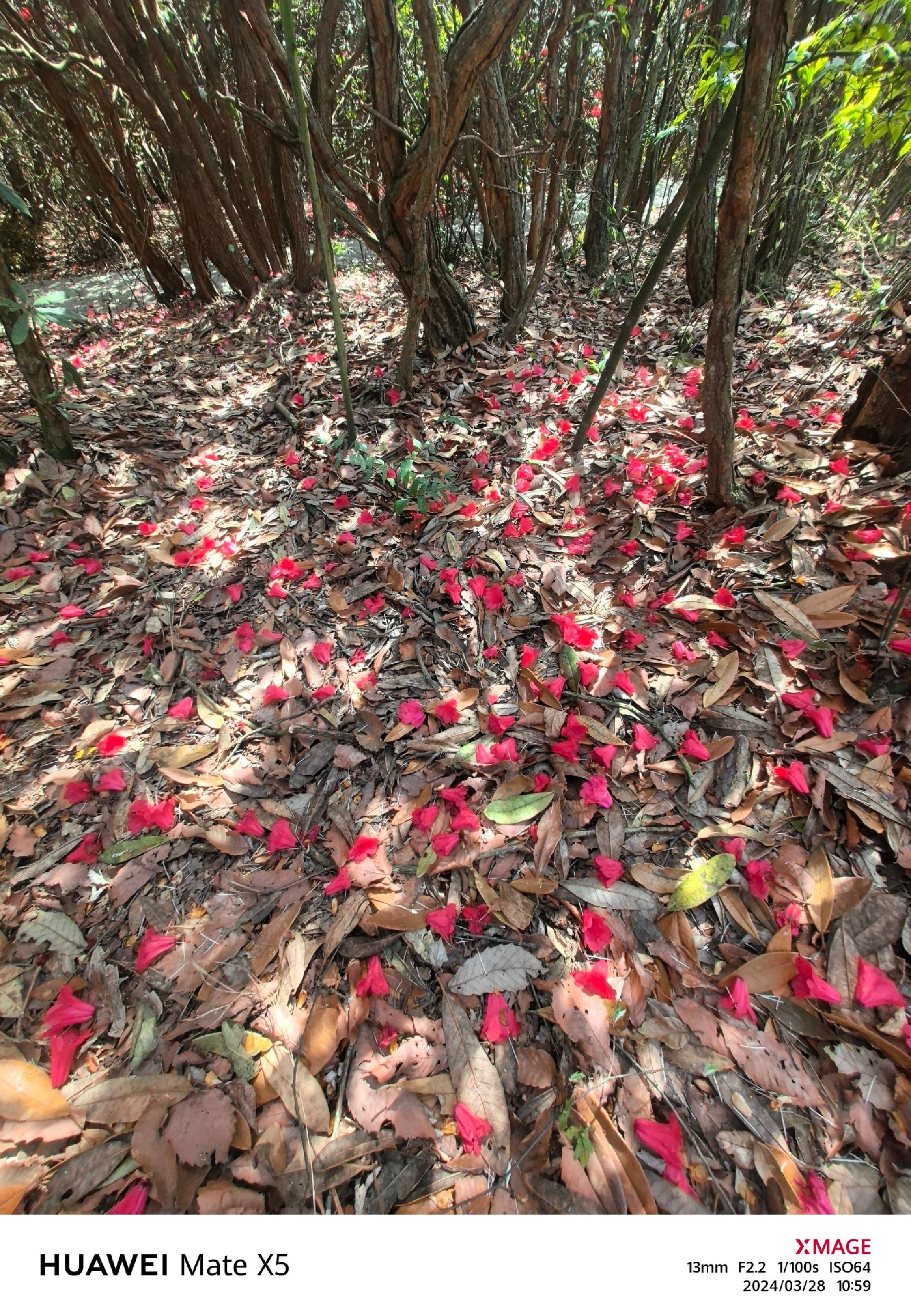 中国百里杜鹃风景名胜区-戛木景区