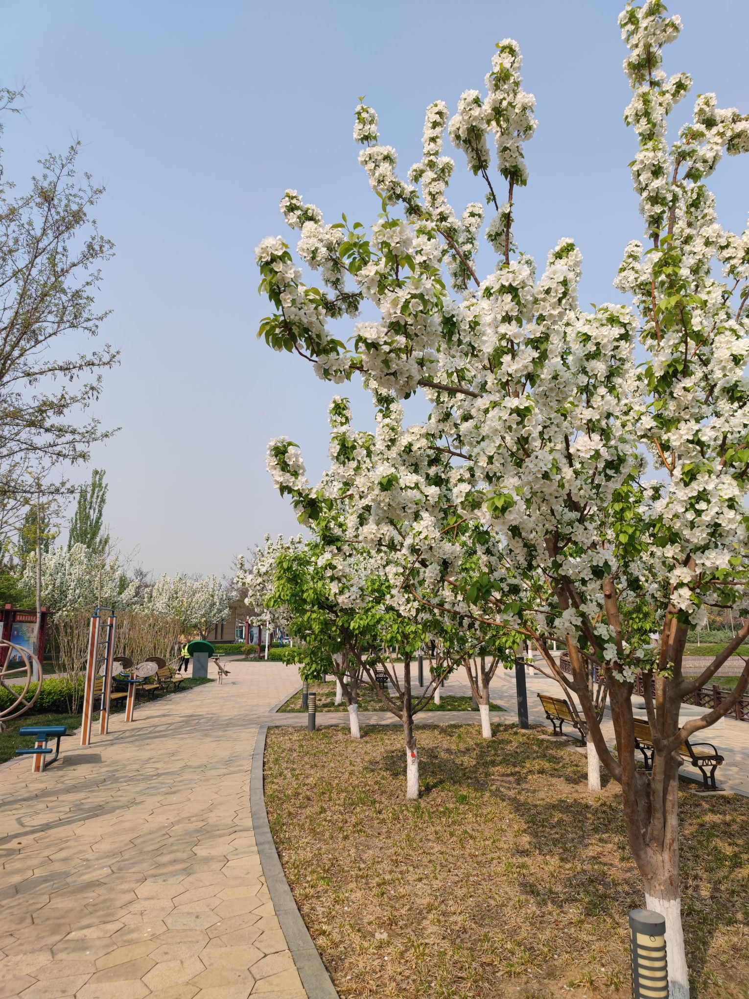 任丘市石化公园(慧园)旅行图片 1