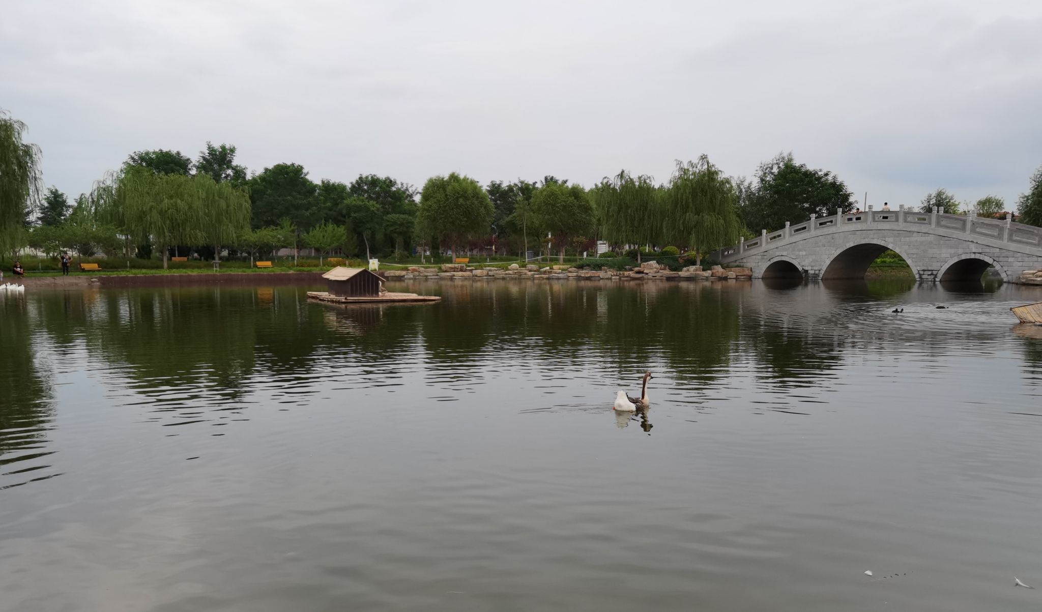 任丘市石化公园(慧园)旅行图片 1