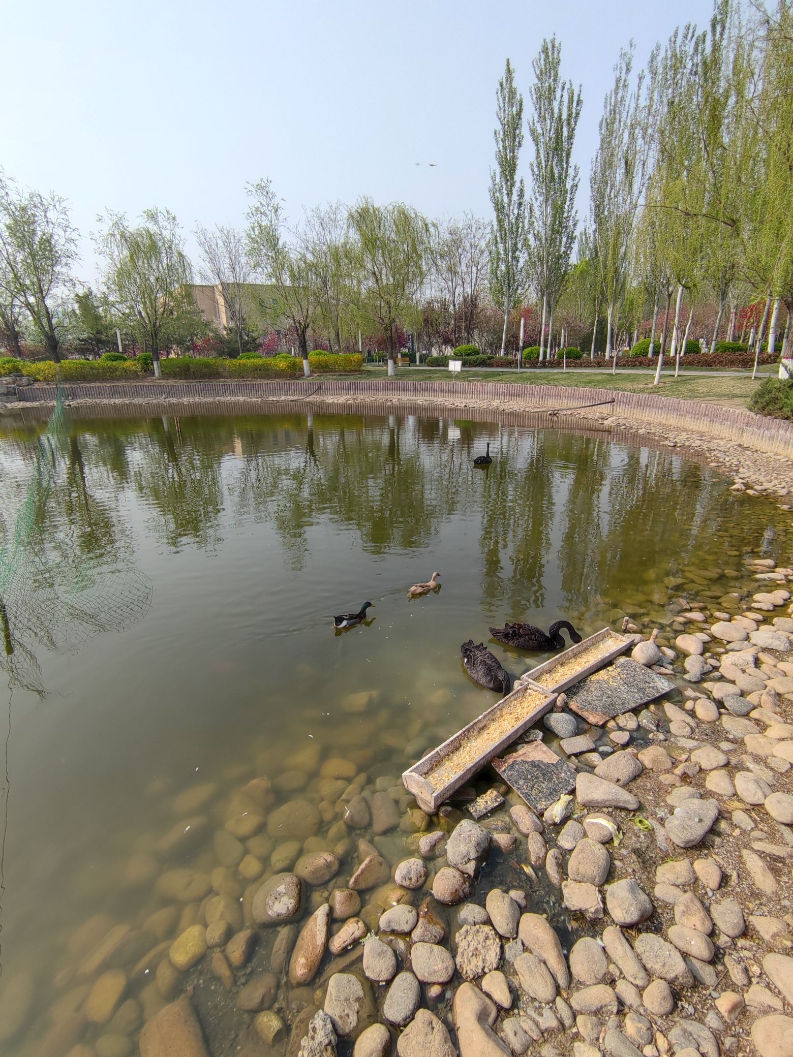 任丘市石化公园(慧园)旅行图片 2