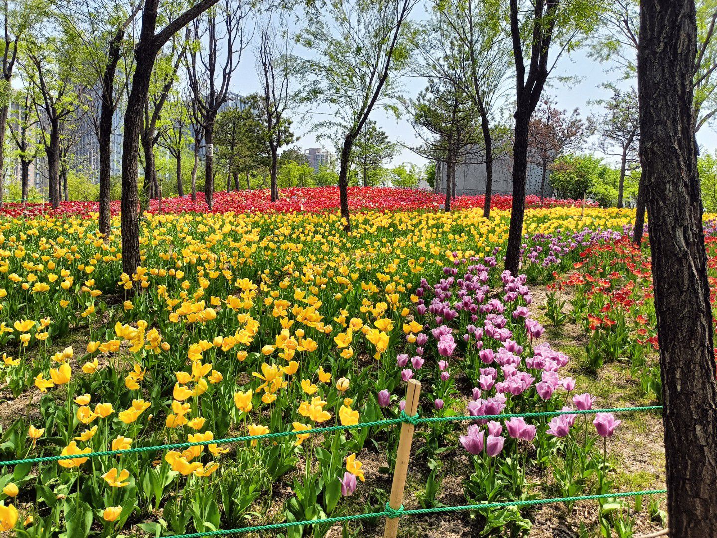 晋阳湖公园旅行图片 1