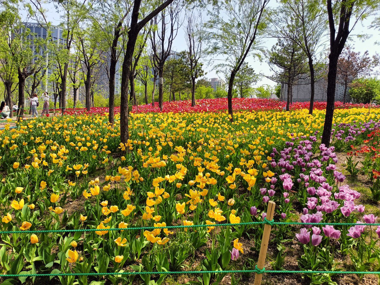 晋阳湖公园旅行图片 2