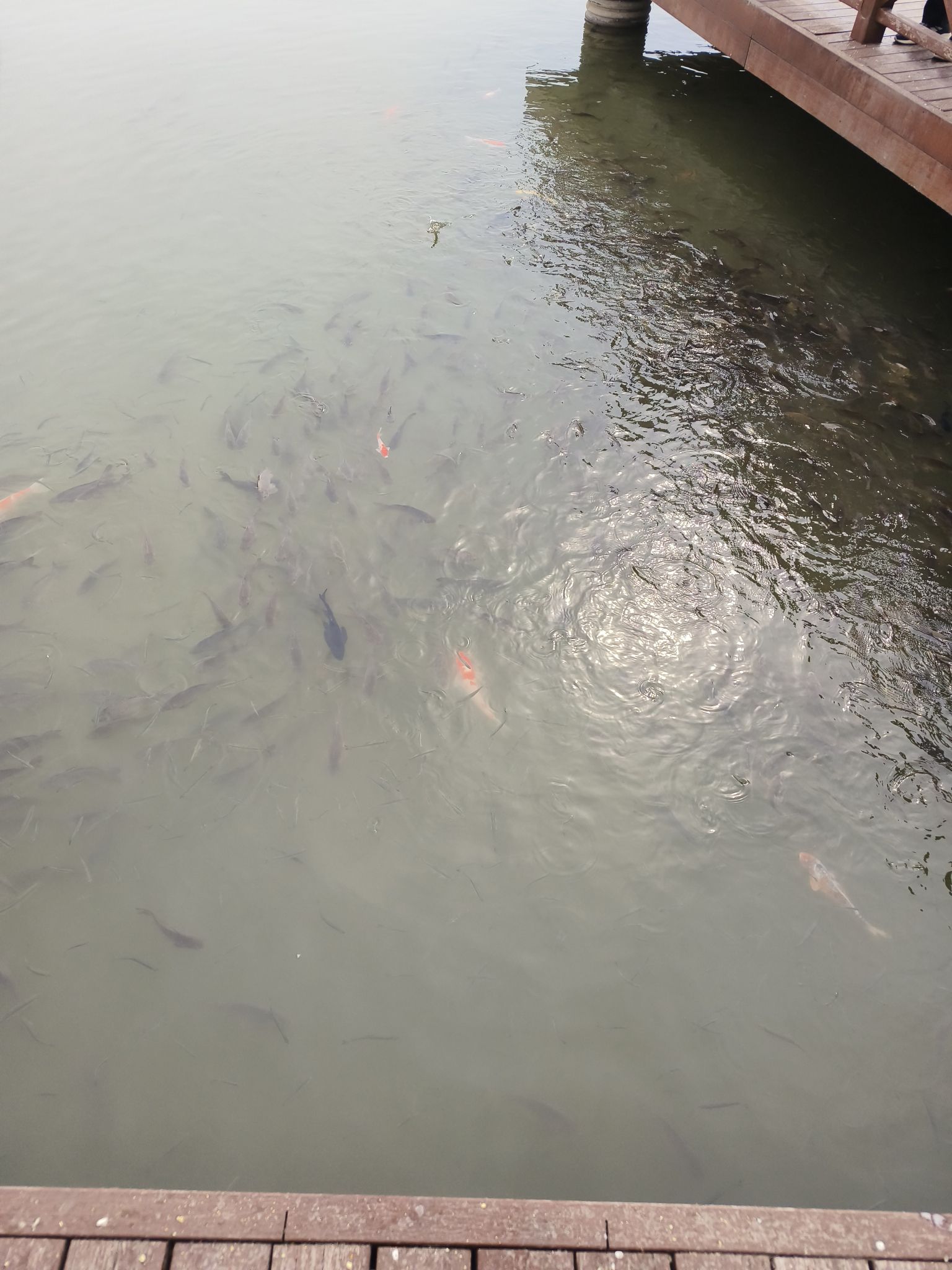 晋阳湖公园旅行图片 3