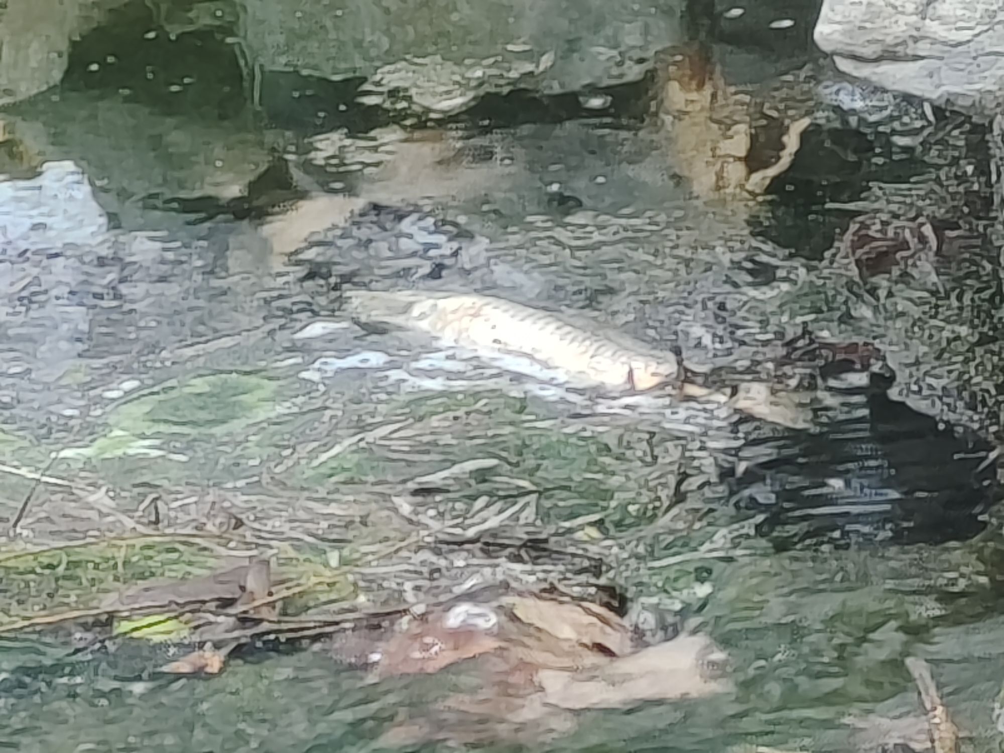 洪范池旅行图片 1