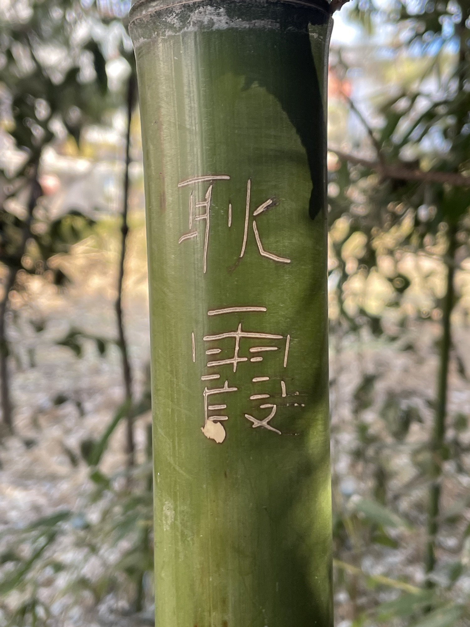 洪范池旅行图片 3