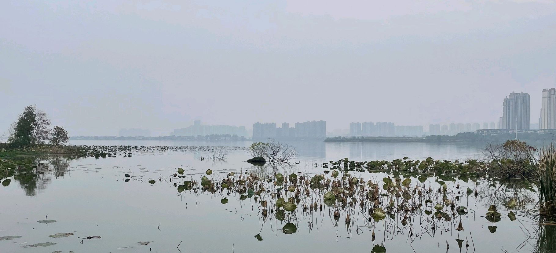 野芷湖旅行图片 1