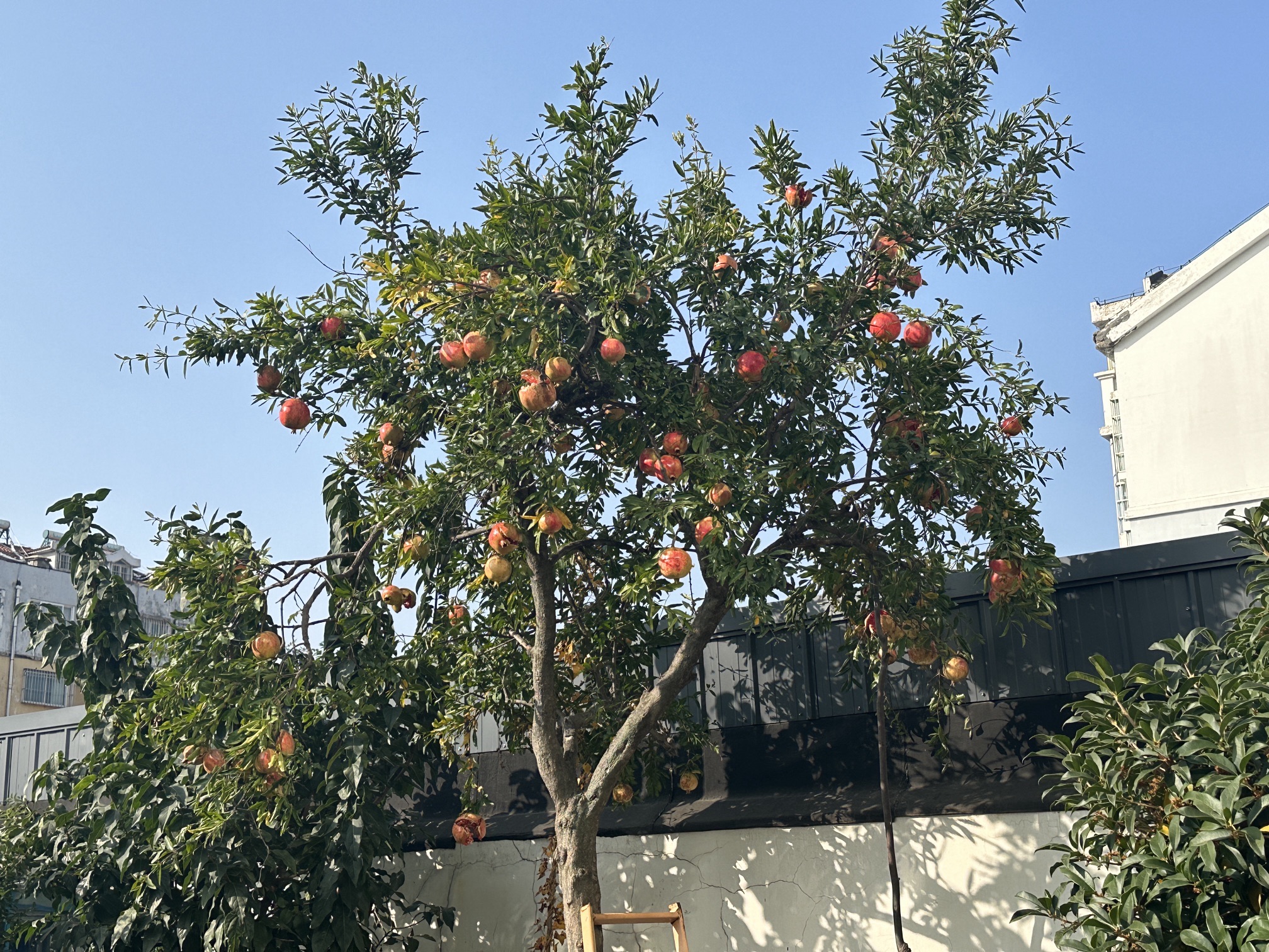 康乐健身广场旅行图片 3