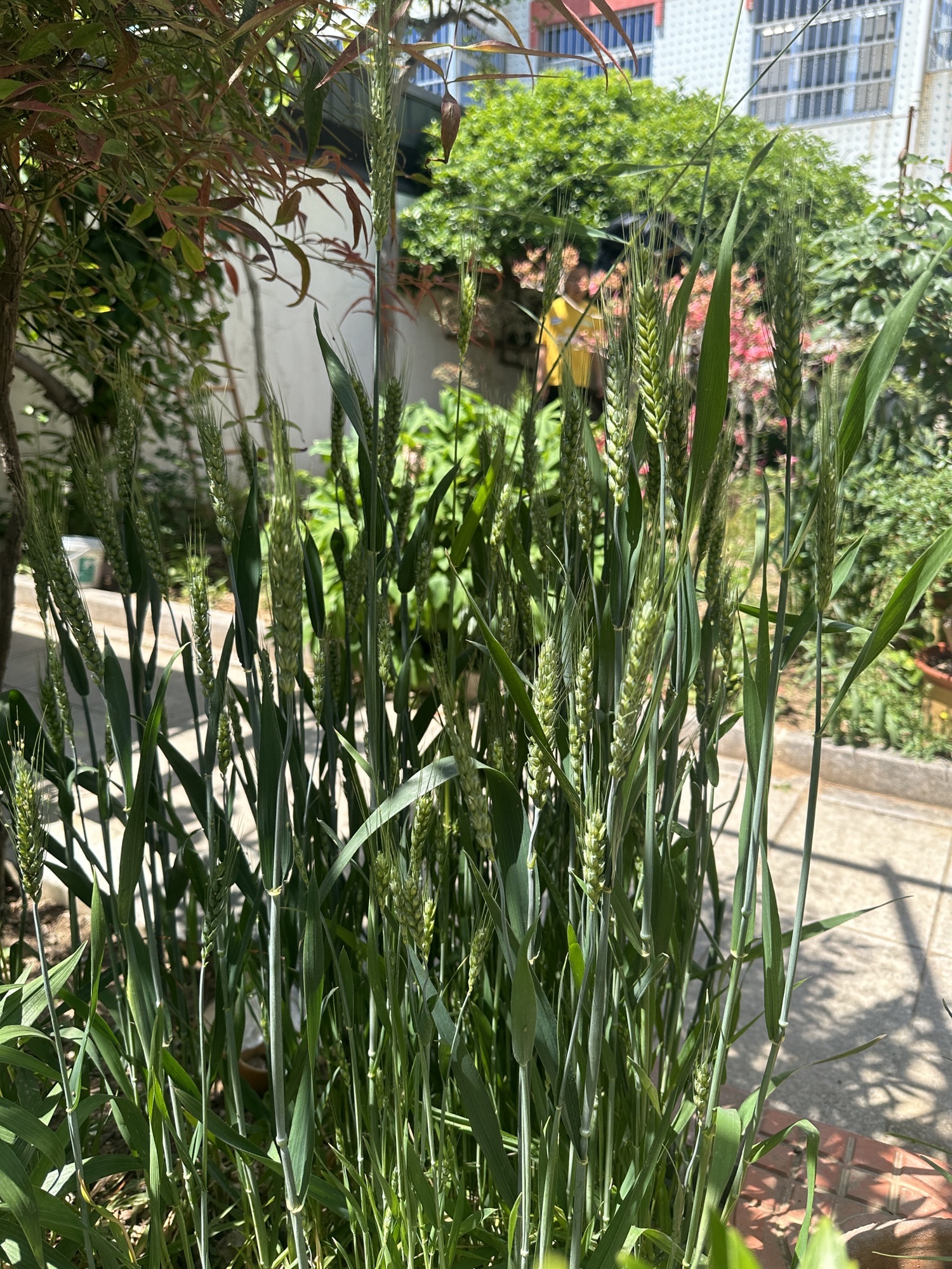 康乐健身广场旅行图片 2