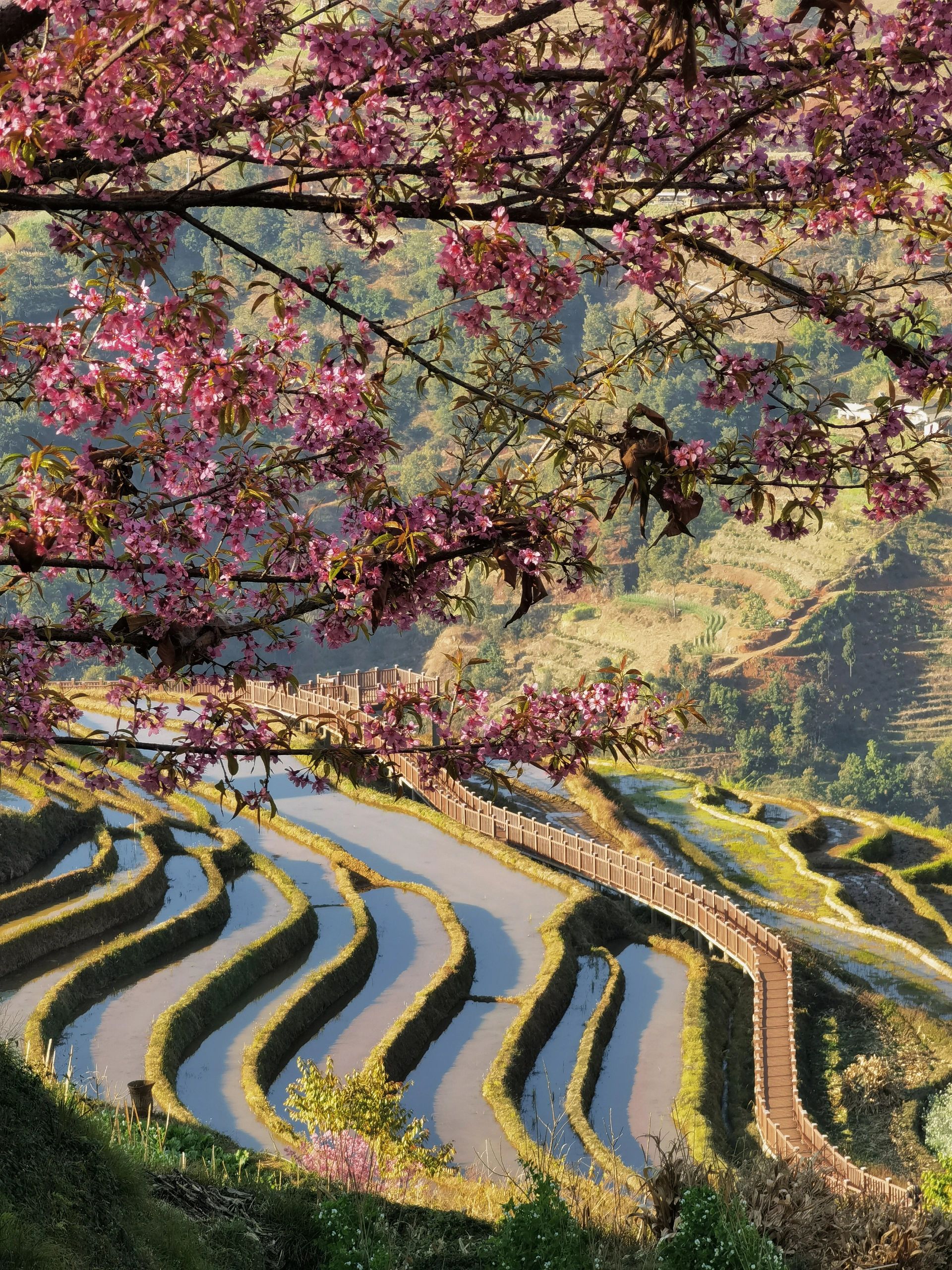 米易梯田旅行图片 1