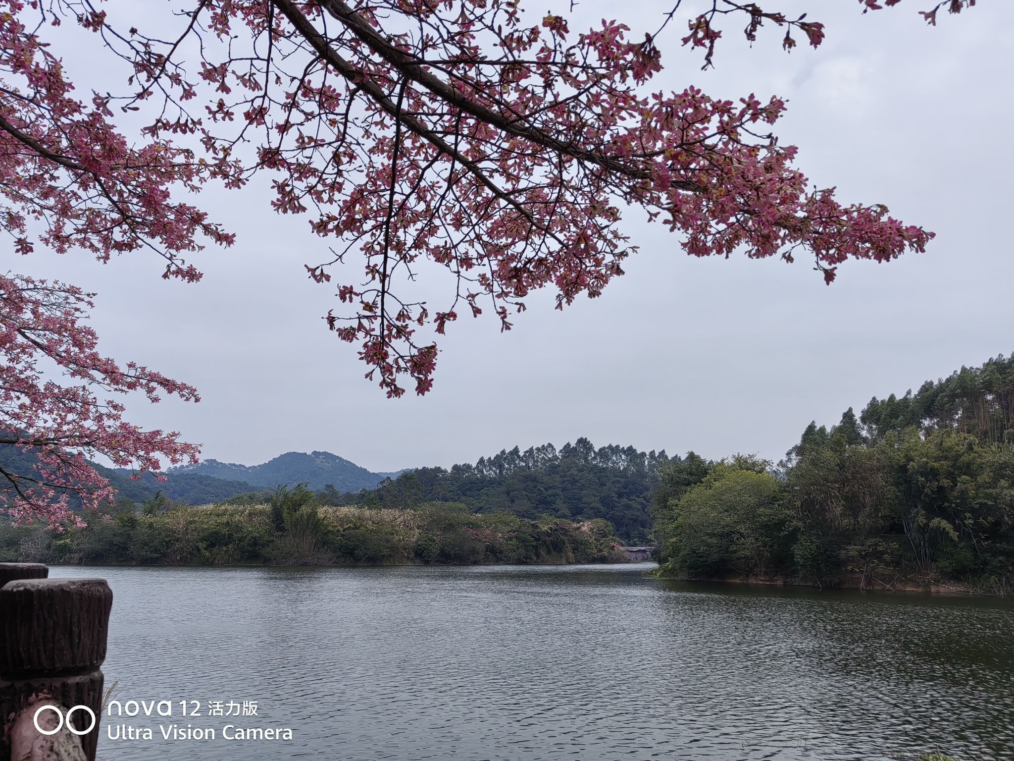 东龙森林公园旅行图片 2