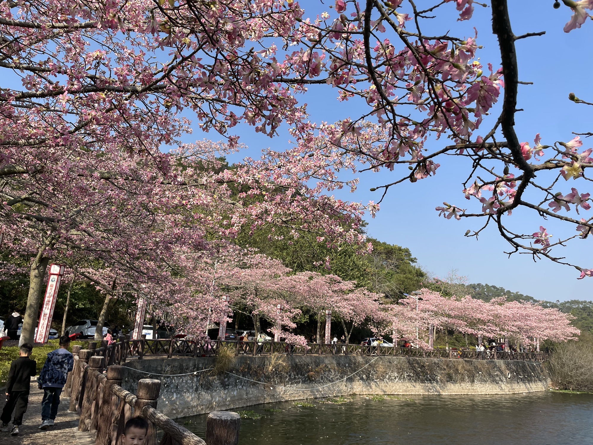 东龙森林公园旅行图片 2