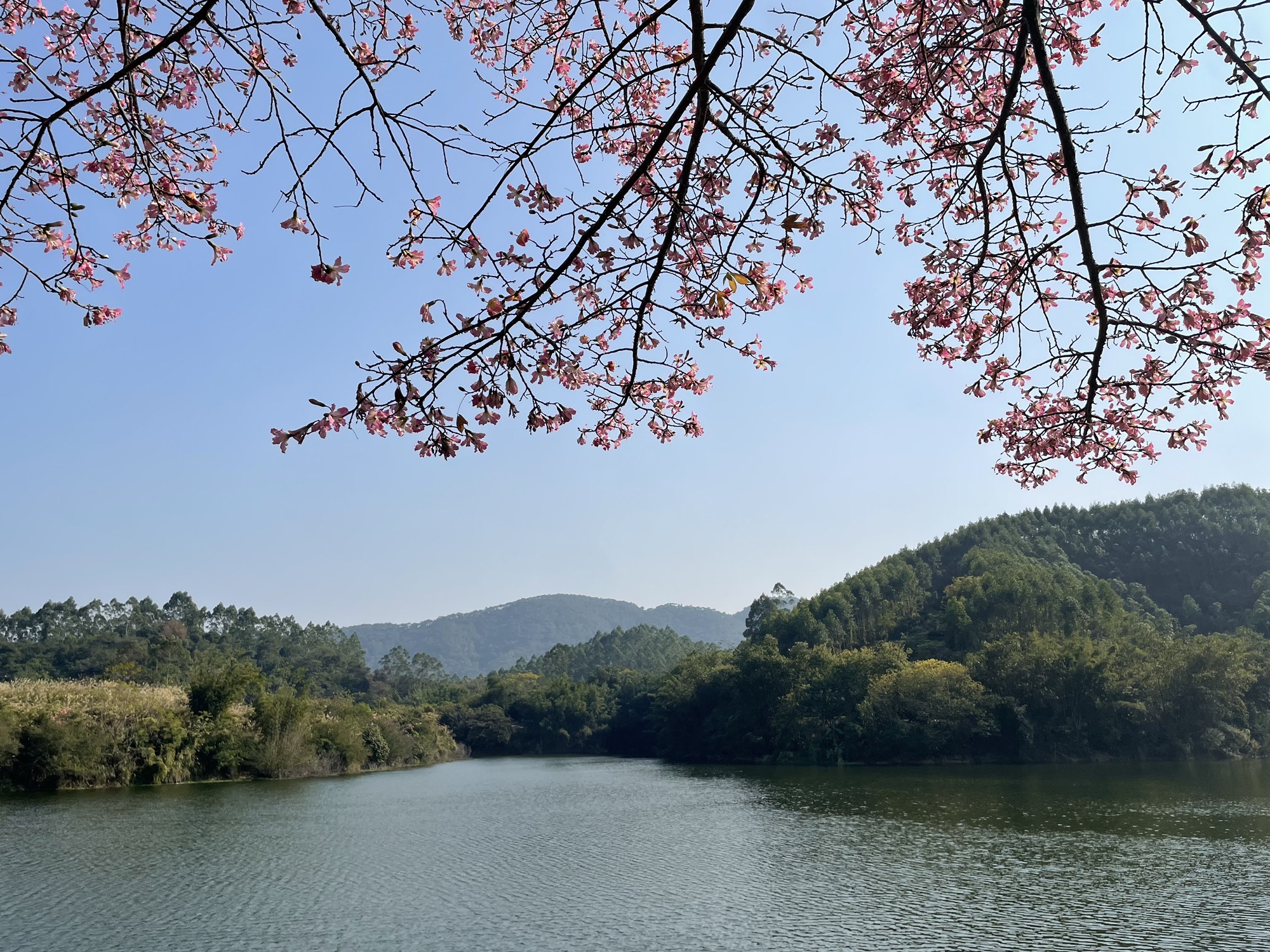 东龙森林公园旅行图片 3